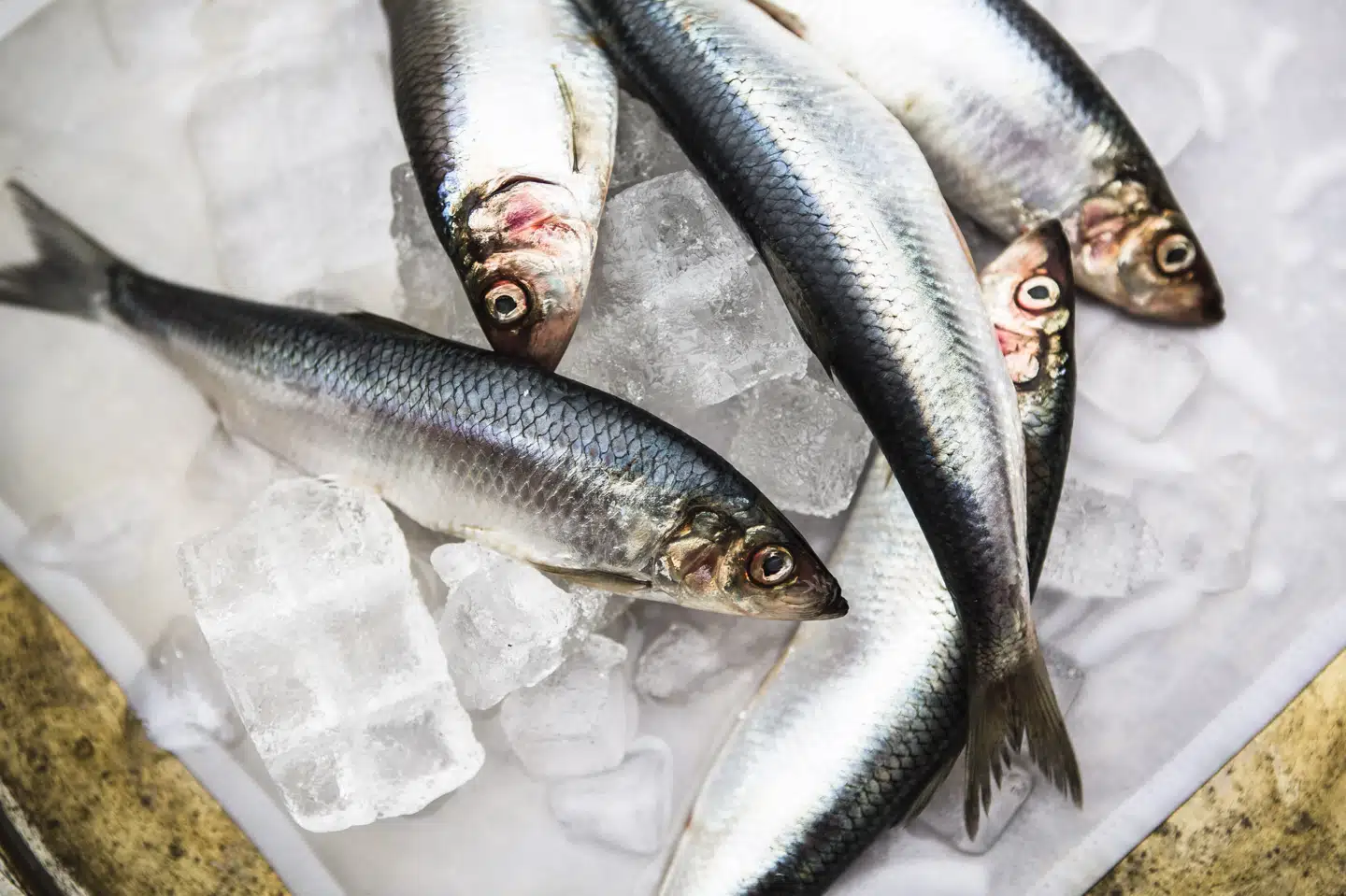 Fiskeolie indeholder flerumættede fedtsyrer. De findes i fede fisk som sild, laks og makrel. (Arkivfoto) Simon Læssøe/Ritzau Scanpix