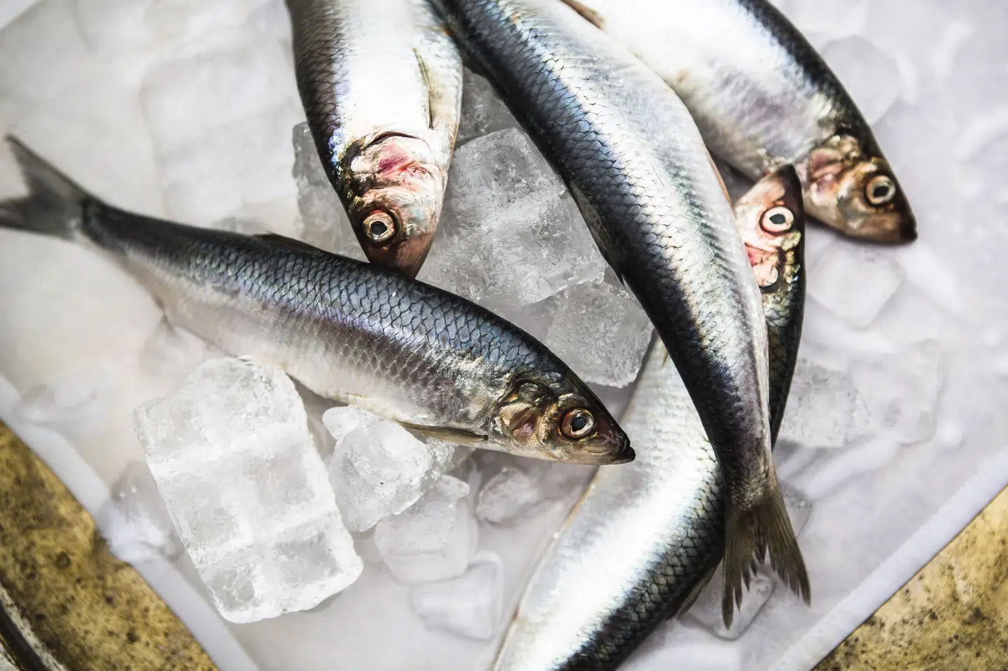 Fiskeolie indeholder flerumættede fedtsyrer. De findes i fede fisk som sild, laks og makrel. (Arkivfoto) Simon Læssøe/Ritzau Scanpix