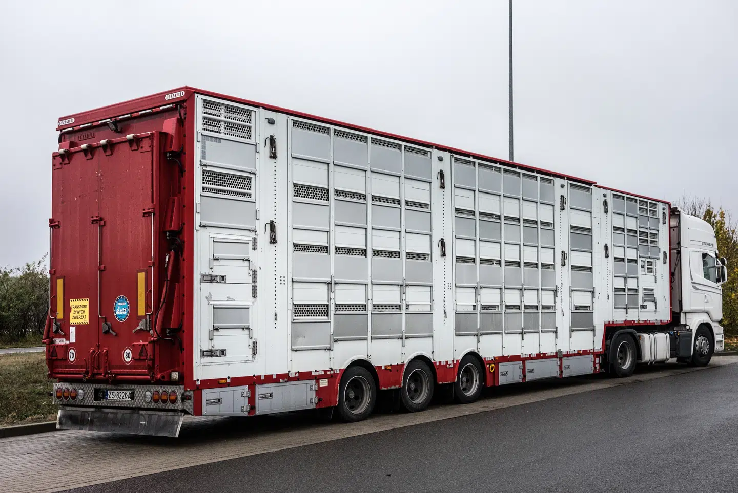 Denne lastvogn med polske nummerplader er på vej fra Padborg i Sønderjylland med danske smågrise til Polen. Her skal de opfedes og efterfølgende slagtes. Som det kan ses er grisene tæt pakkede i fire lag. Billedet er taget 23. oktober 2018, hvor chaufføren holder på rasteplads til tysk motorvej. Foto: Dyrenes Beskyttelse