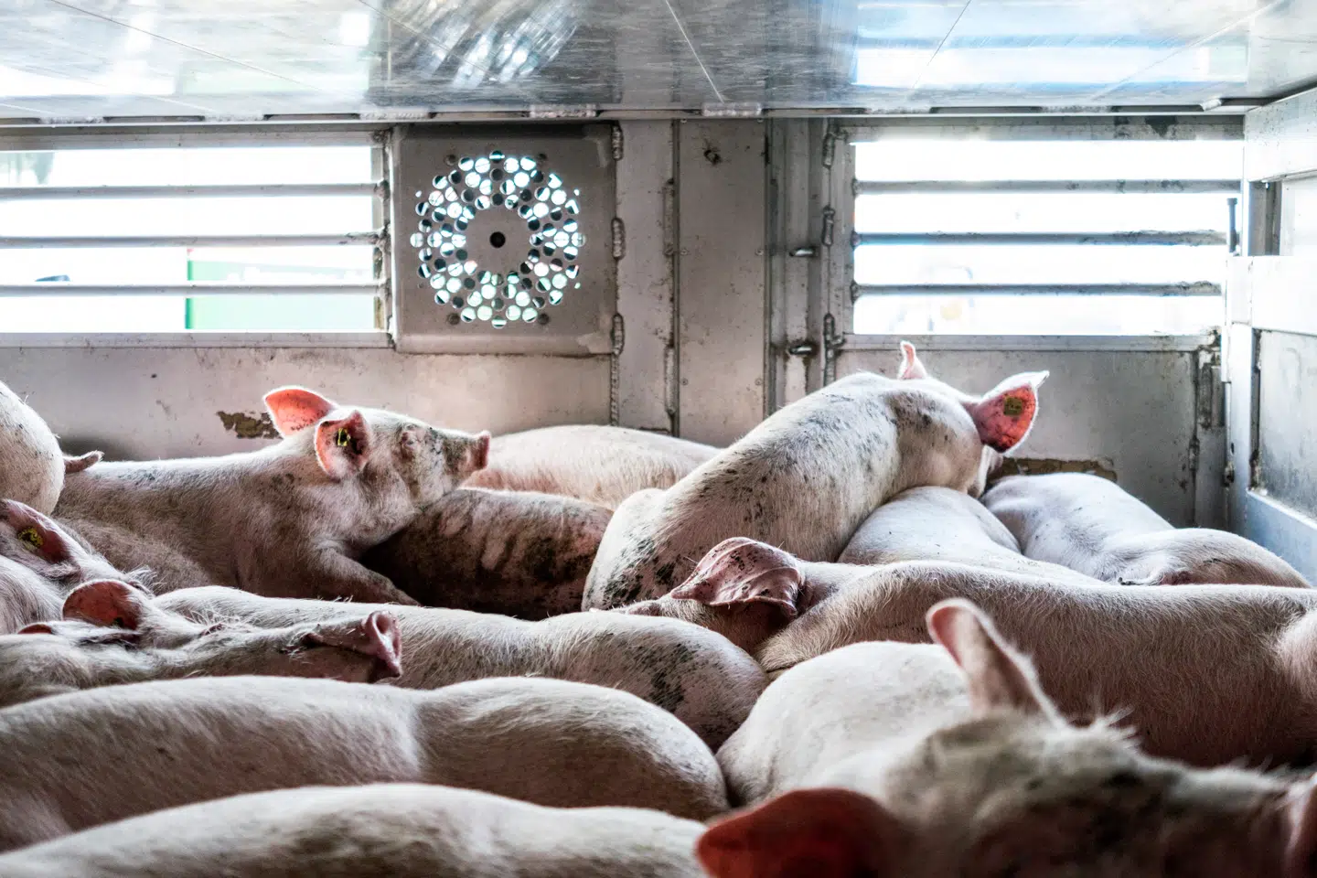 Billede taget af de danske smågrise på et af de fire lag på anhængeren til lastbil med tyske nummerplader den 17. oktober 2018. Foto: Dyrenes Beskyttelse