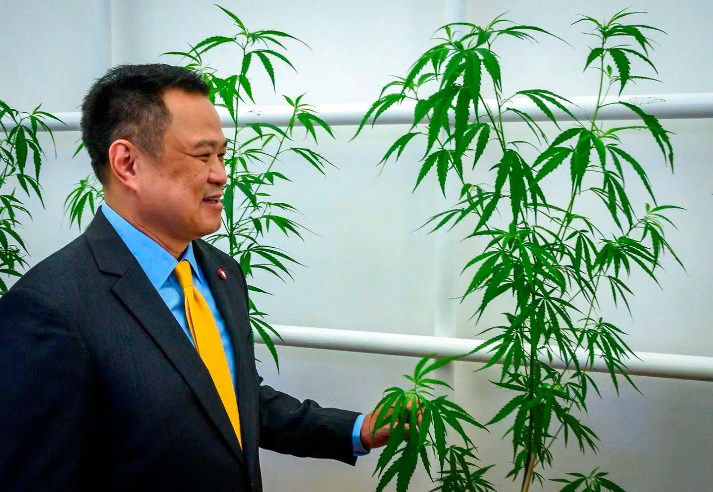 Thailands sundhedsminister Anutin Charnvirakul rører ved en cannabisplante under åbningen af den første fuldtidsmarihuana-klinik.