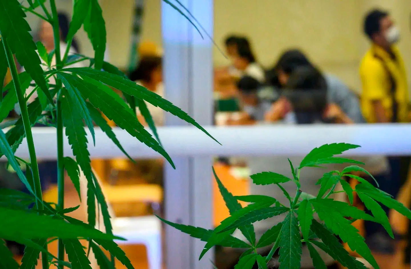 En hashplante ses i forgrunden, mens den første fuldtidsmarihuana-klinik er åbnet.
