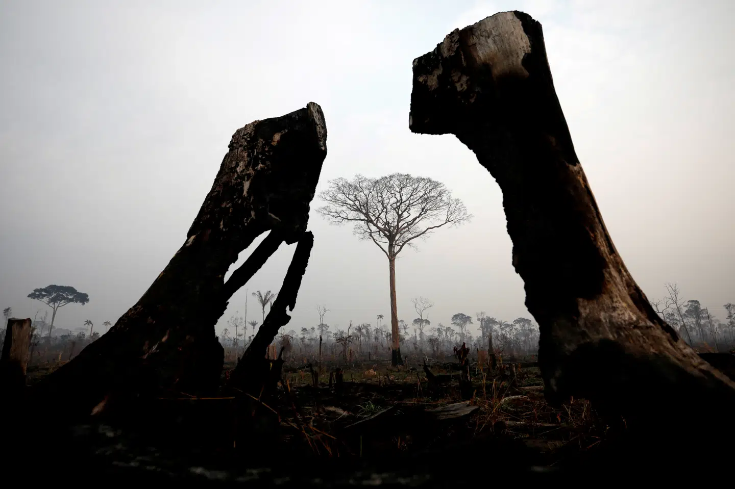Brændte træer i Amazon-junglen, hvis bevarelse har stor betydning for kampen mod klimaforandringer. Brasiliens præsident, Jair Bolsonaro, har lovet at åbne Amazonas op for mineselskaber, hvilket har fået oprindelige folk til at beskylde den politiske leder for folkedrab, kulturdrab og miljødrab. Bruno Kelly/Reuters