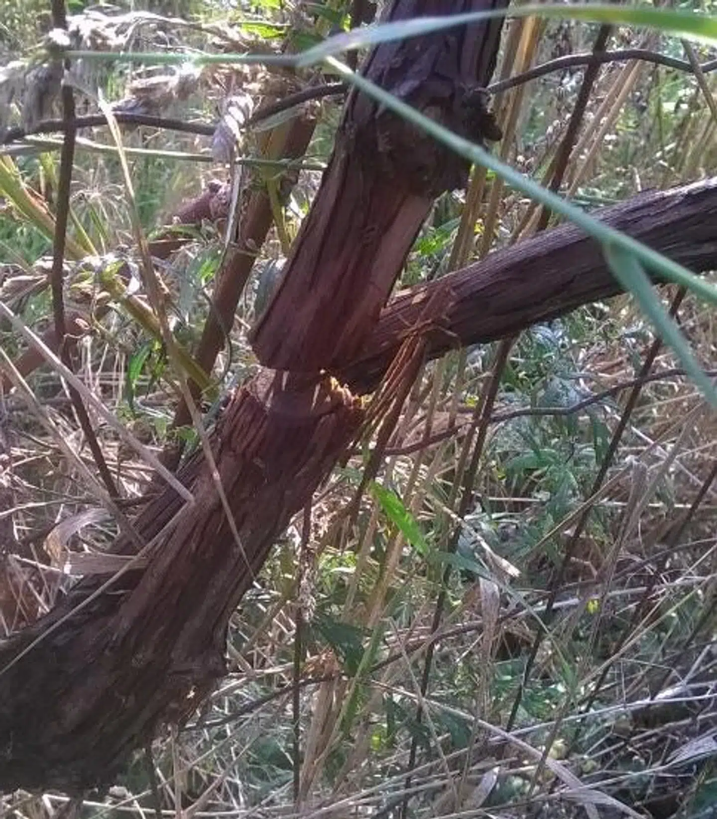 Kajs vintræ skåret over.