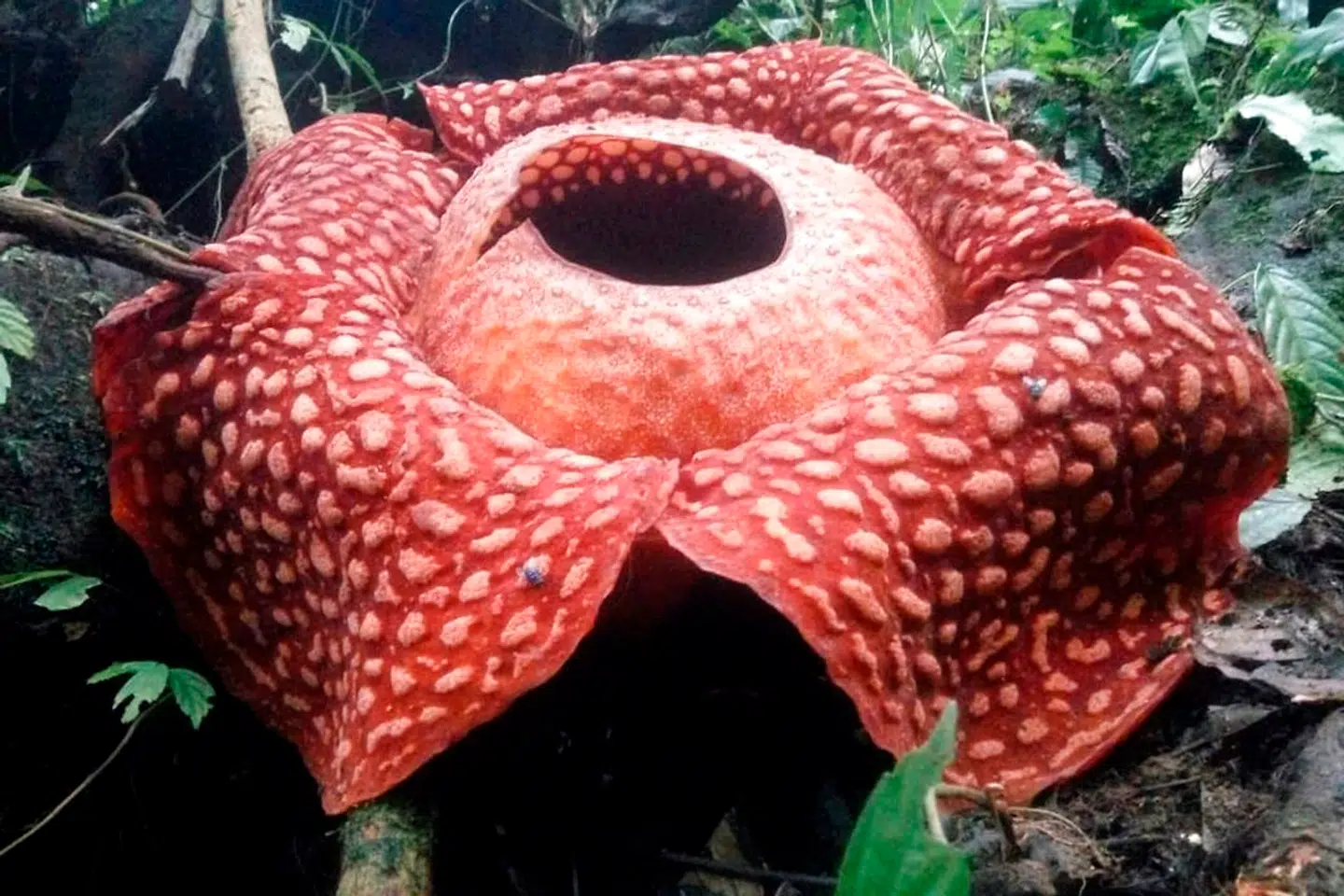 Blomsten ses her i et nærbillede. Diameteren er 111 cm.