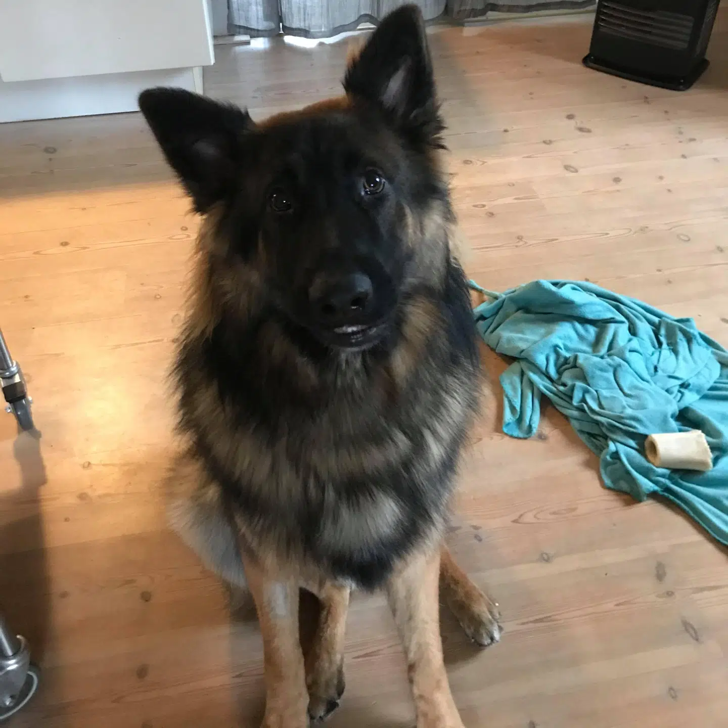 Her Alvin, der er næsten et år gammel.