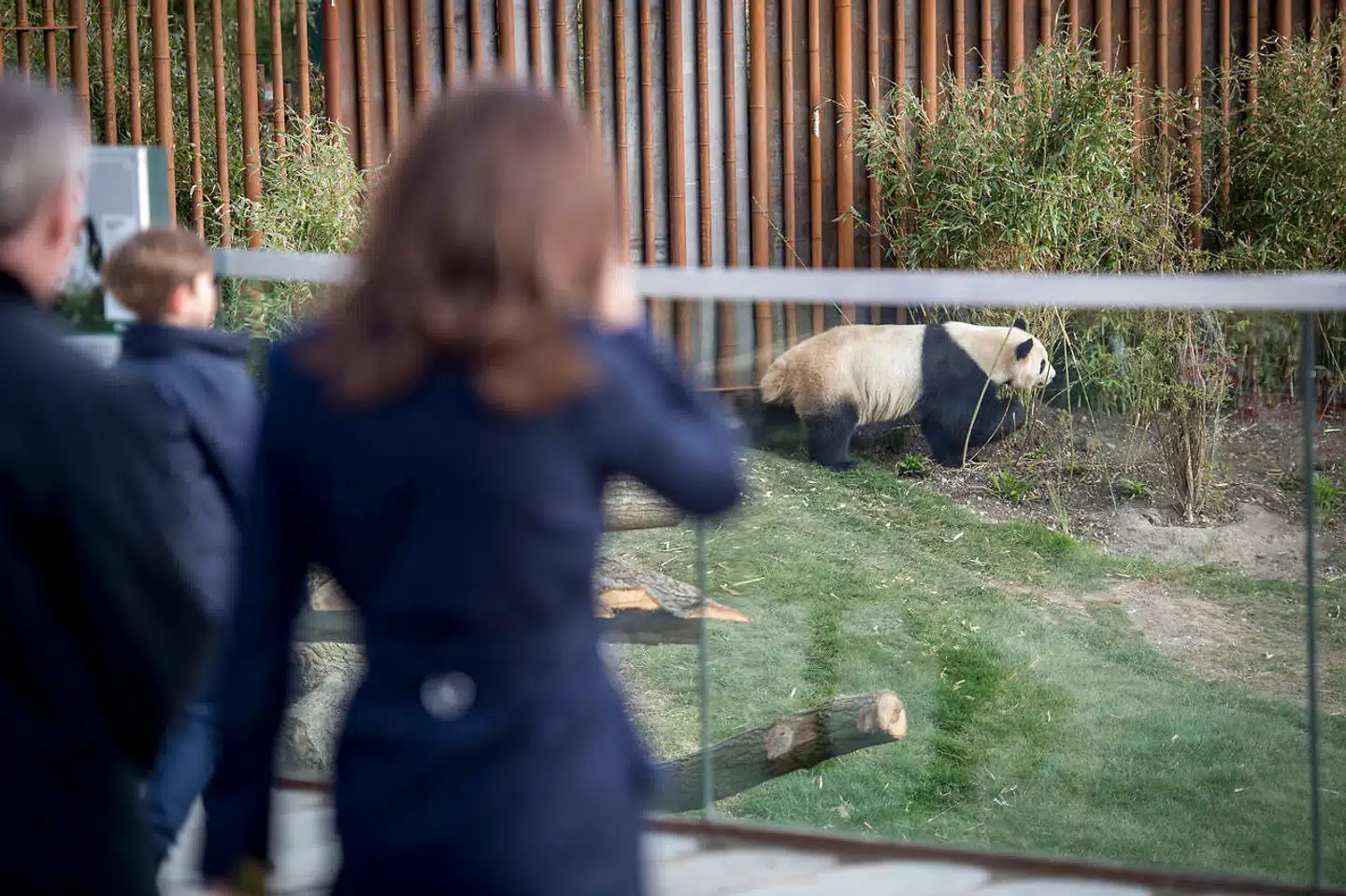 ZOOs nye protektor, kronprinsesse Mary, betragter her den ene af i alt to kinesiske pandaer, som har indfundet sig i Københavns Zoo. Mere opmærksomhed fik de to sorthvide dyr ikke.