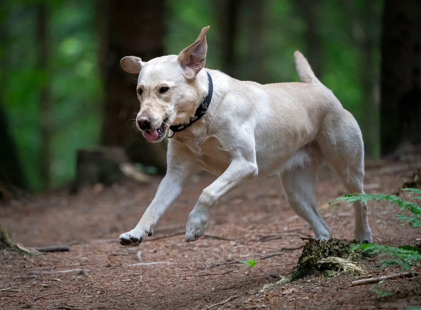 Hundeinternater har oplevet en større interesse for at adoptere.