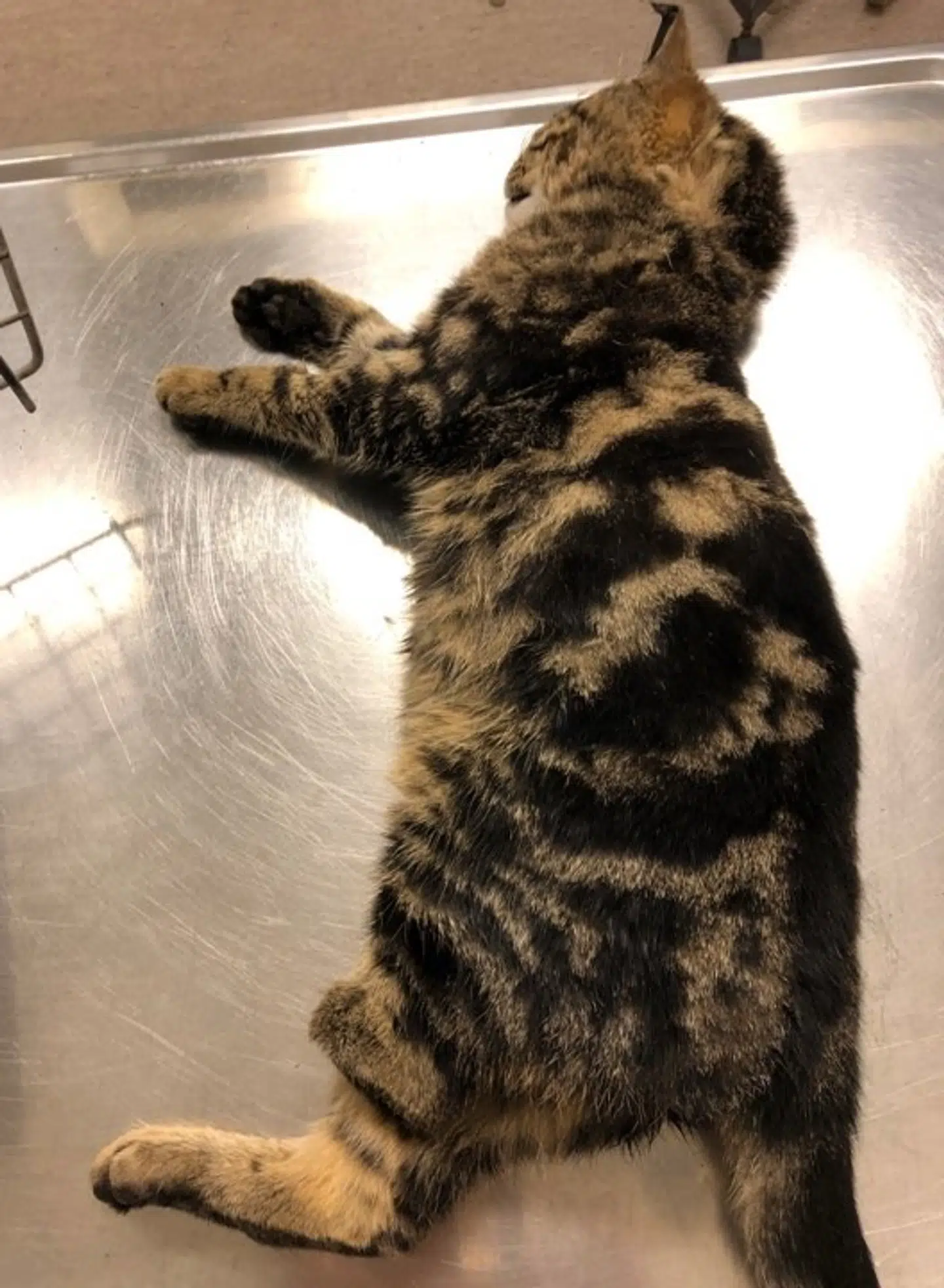 Anton hos dyrlægen. Katten har det efter omstændighederne godt. (Privatfoto)