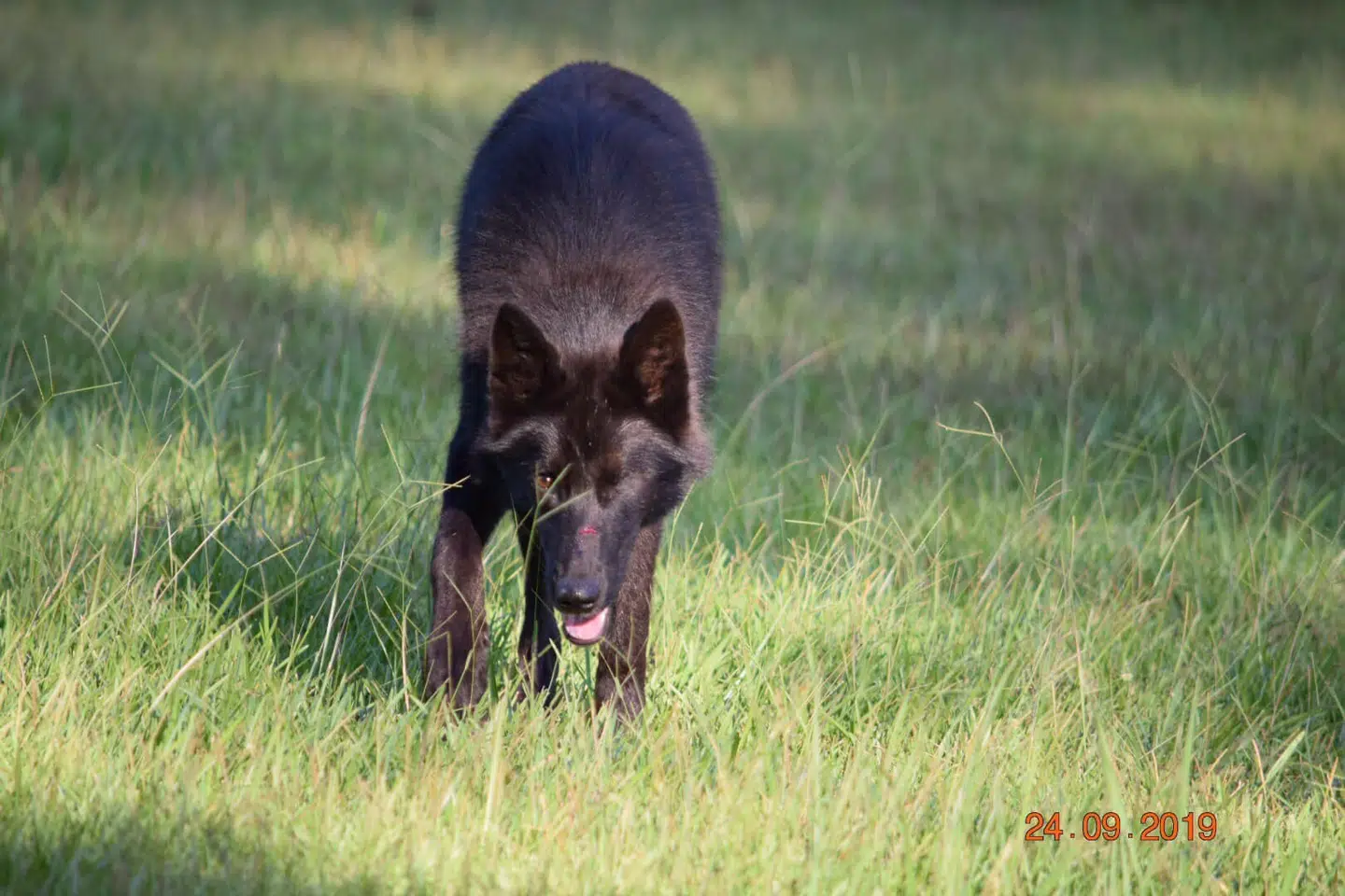 Nymeria var halvt hund, halvt ulv. Historien melder ikke noget om, hvordan den mistede sit øje.