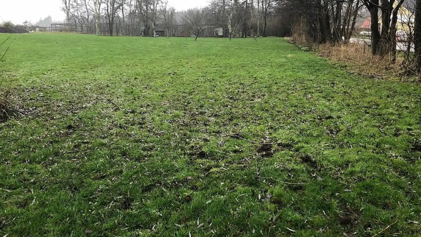 Fra en afstand kan haven godt bare se lidt 'toppet ud', som Jens Baden Nielsen kalder det. Det er meget normalt for årstiden. Men kommer man tættere på, at kan godt se, det ser helt skidt ud.