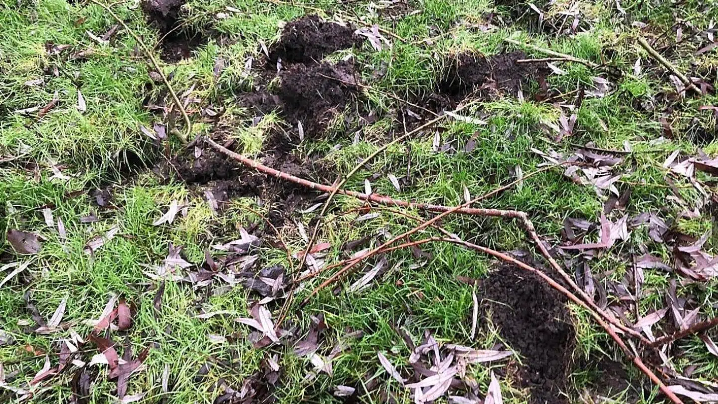 Overalt i den store have har hestehove efterladt spor i græsplænen.