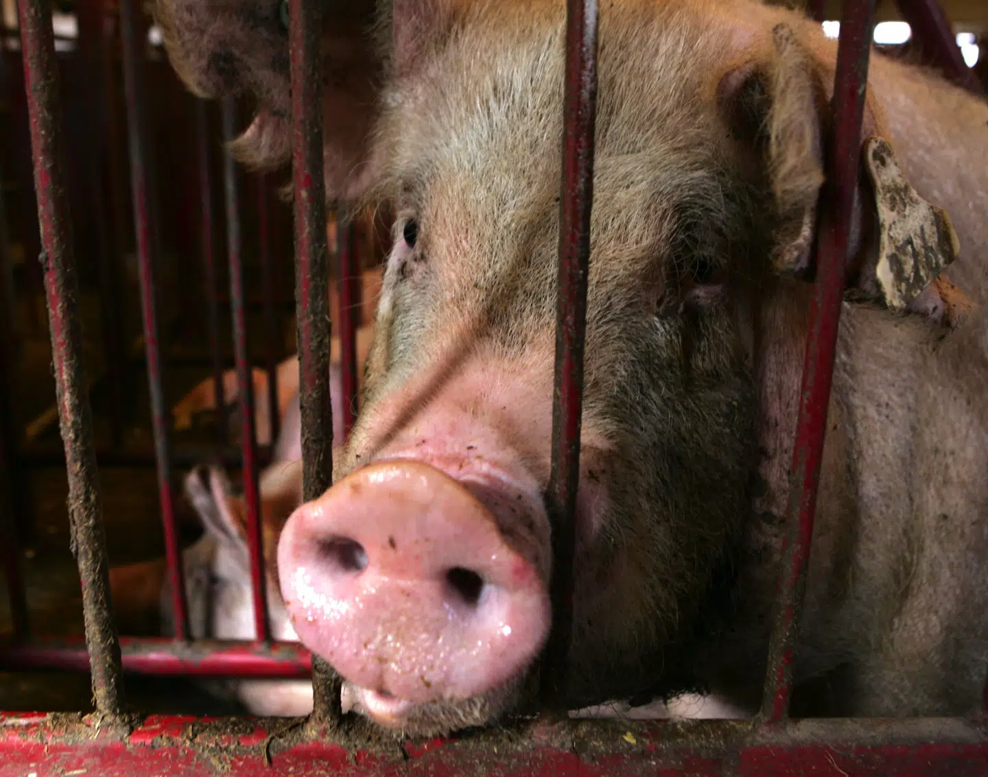 Efter den kinesiske svineproduktion nærmest er kollapset på grund af svinepest, så høvler de danske svineproducenter i disse år penge hjem. Ernst Van Norde/Ritzau Scanpix