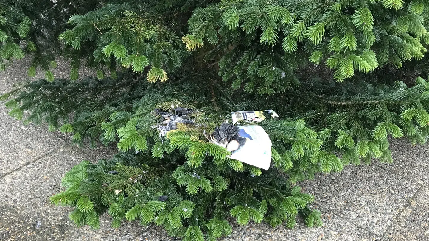 Byens juletræ blev også forsøgt brændt af natten til lørdag. Privatfoto.