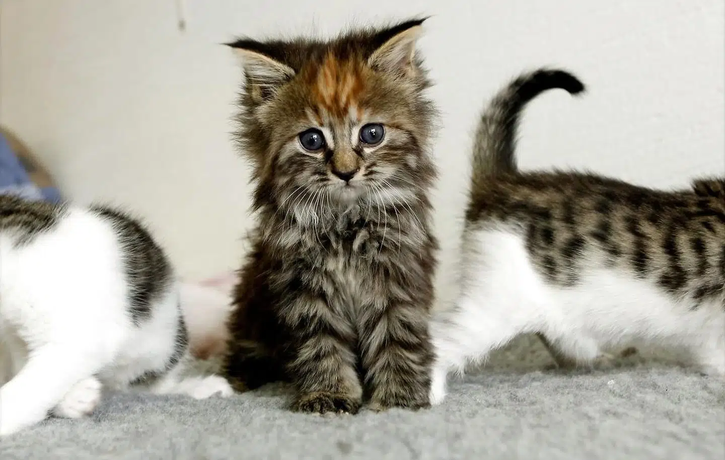 Et studie viser, at de fleste mennesker har svært ved at aflæse kattes ansigtsudtryk - men det er ikke umuligt.