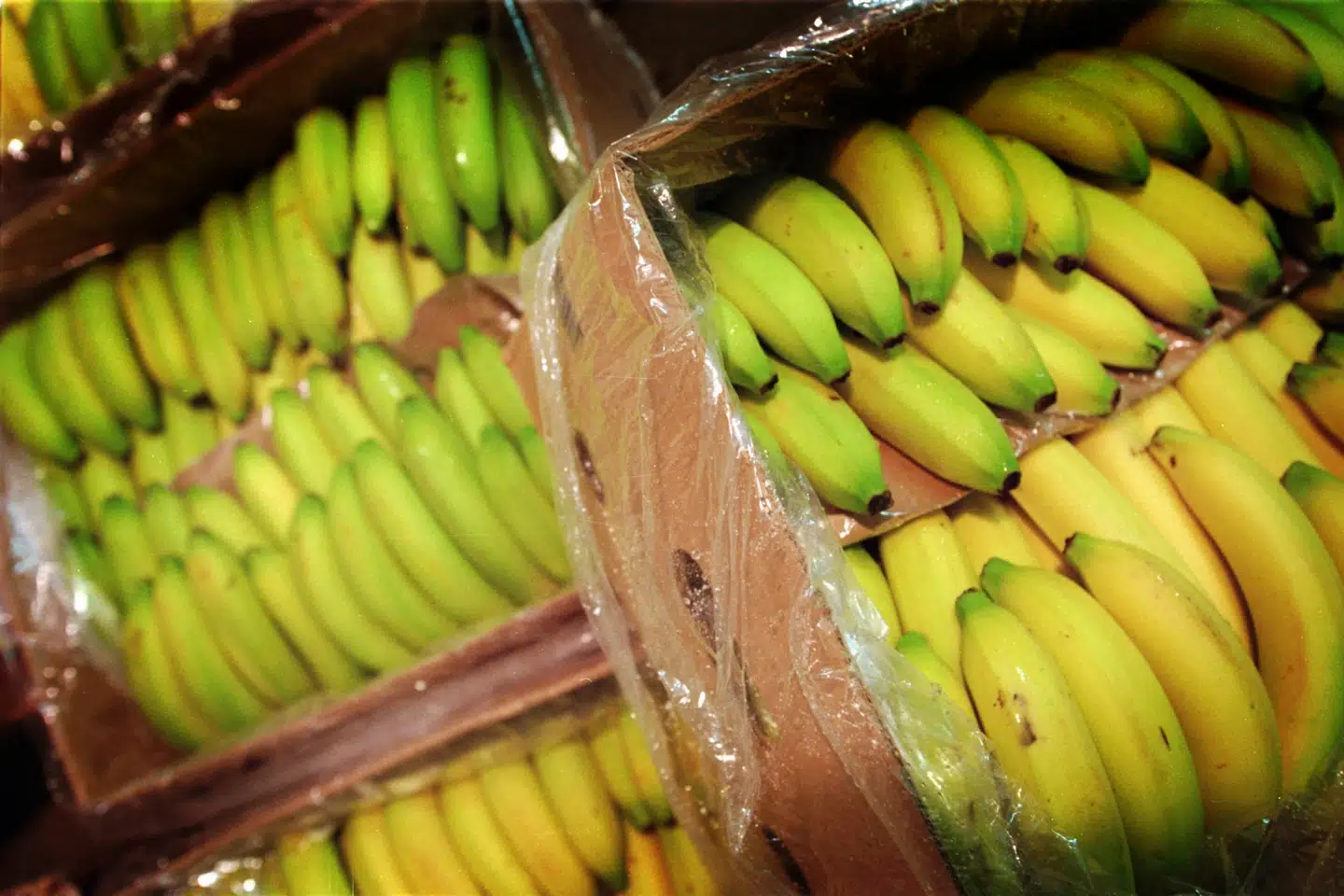 Fra næste år vil der kun være økologiske bananer i en lang række danske supermarkeder. Det skyldes, at de vil undgå sprøjtemiddel. (Arkivfoto). Niels Ahlmann Olesen/Ritzau Scanpix