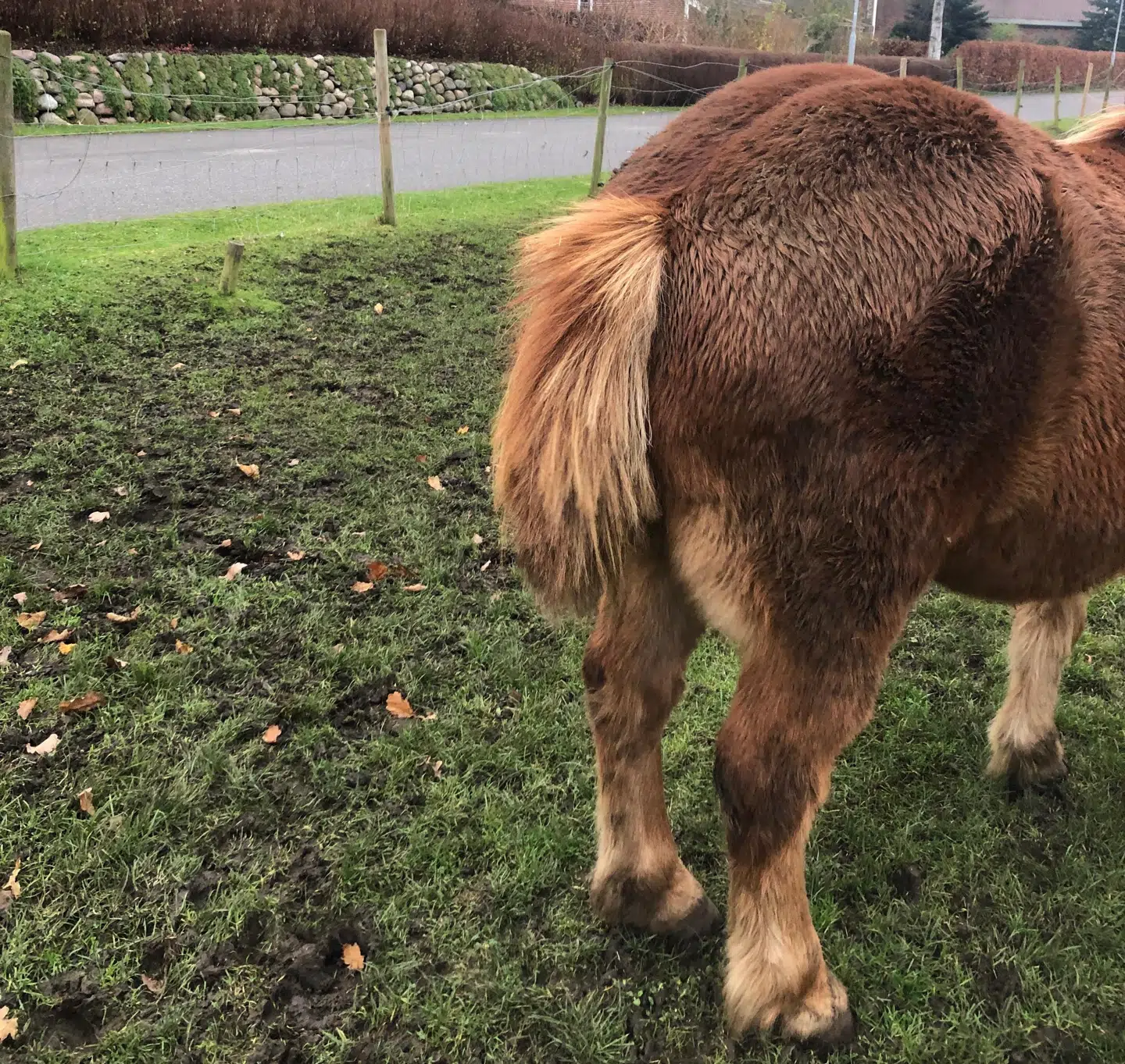 Hestene bruger også halen til at vifte insekter væk fra den øvrige bagerste del af kroppen. Det kan de ikke, når den er så kort, som på billede.