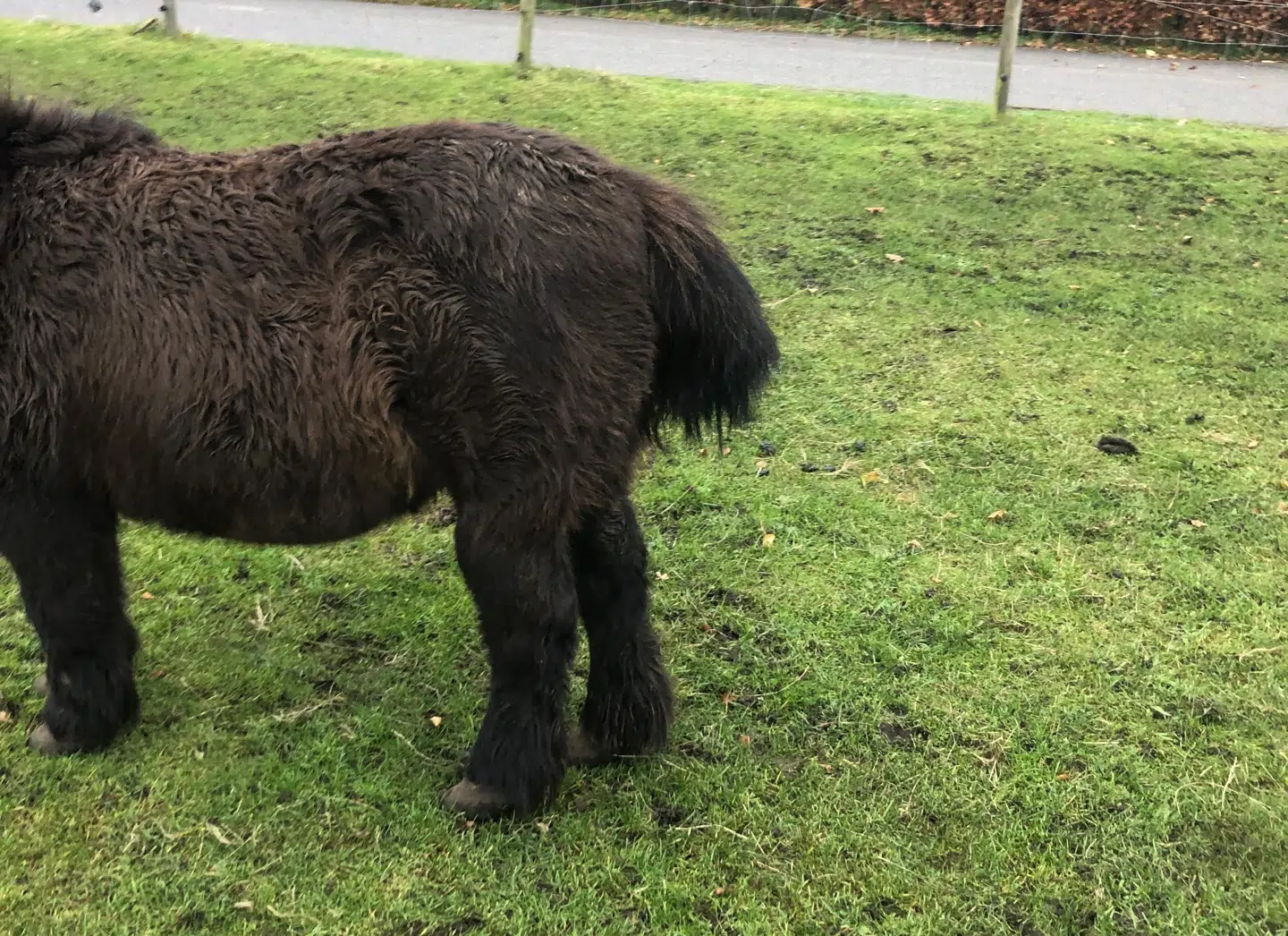 Emilie Mattsson har efter de mange episoder forsøgt at sprede budskabet om, at man ikke skal gå ind til hestene.