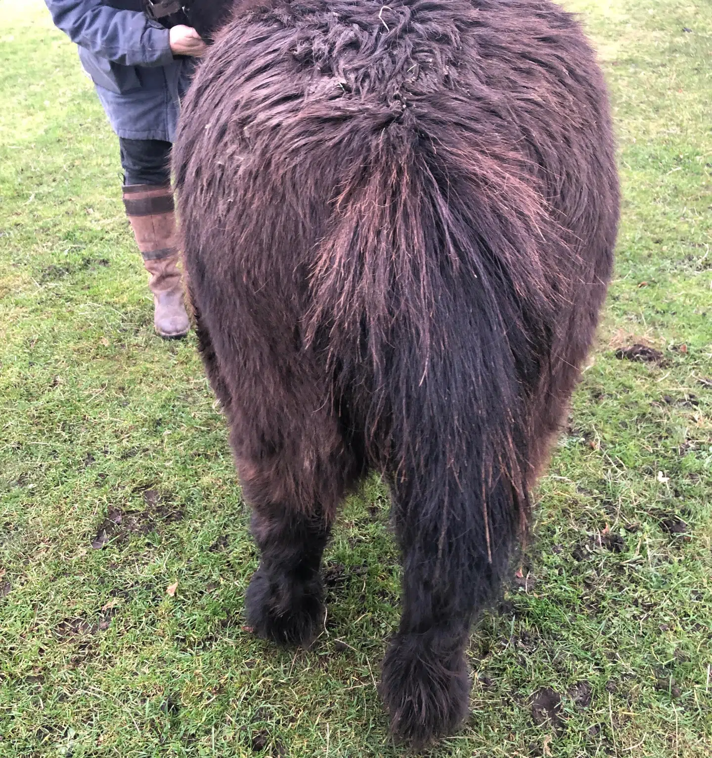 Bella, du kan se på billede, har fået klippet så meget af halen, at vedkommende var få millimeter fra at klippe i dens halerod.