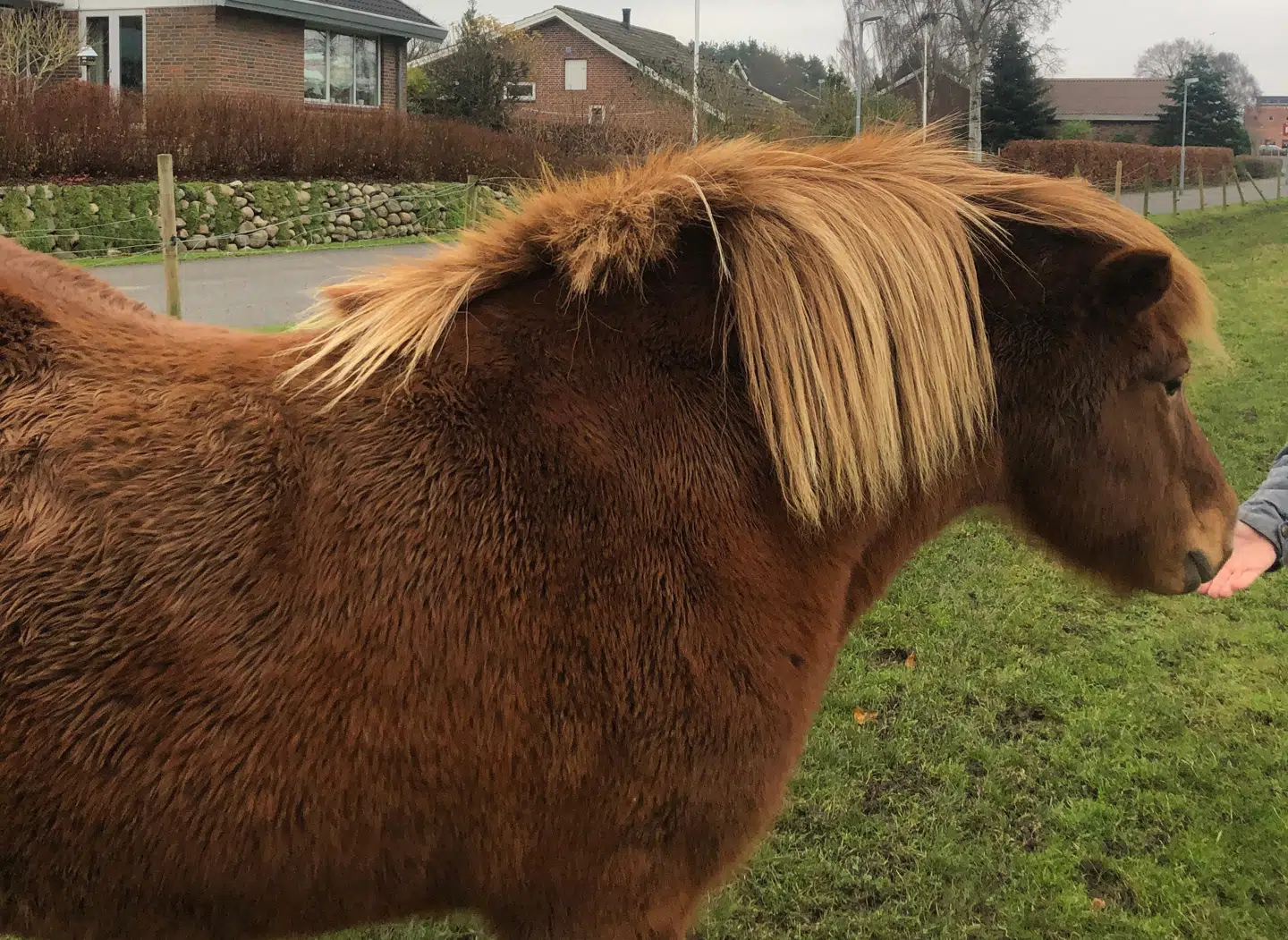 Også hestenes manke er blevet klippet af.