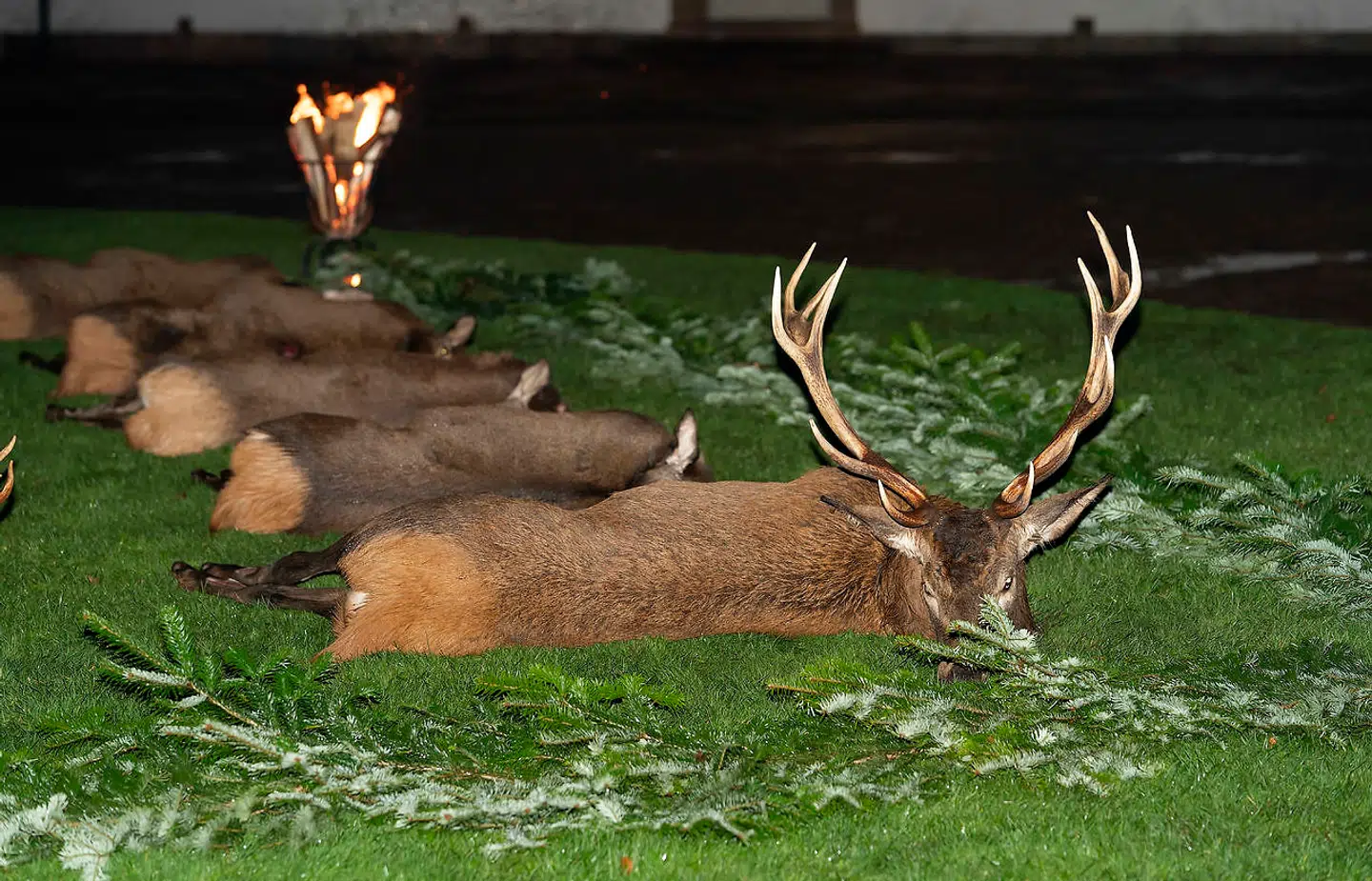 Et blik på jagtens bytte. 30 dyr måtte lade livet for de royale kugler.