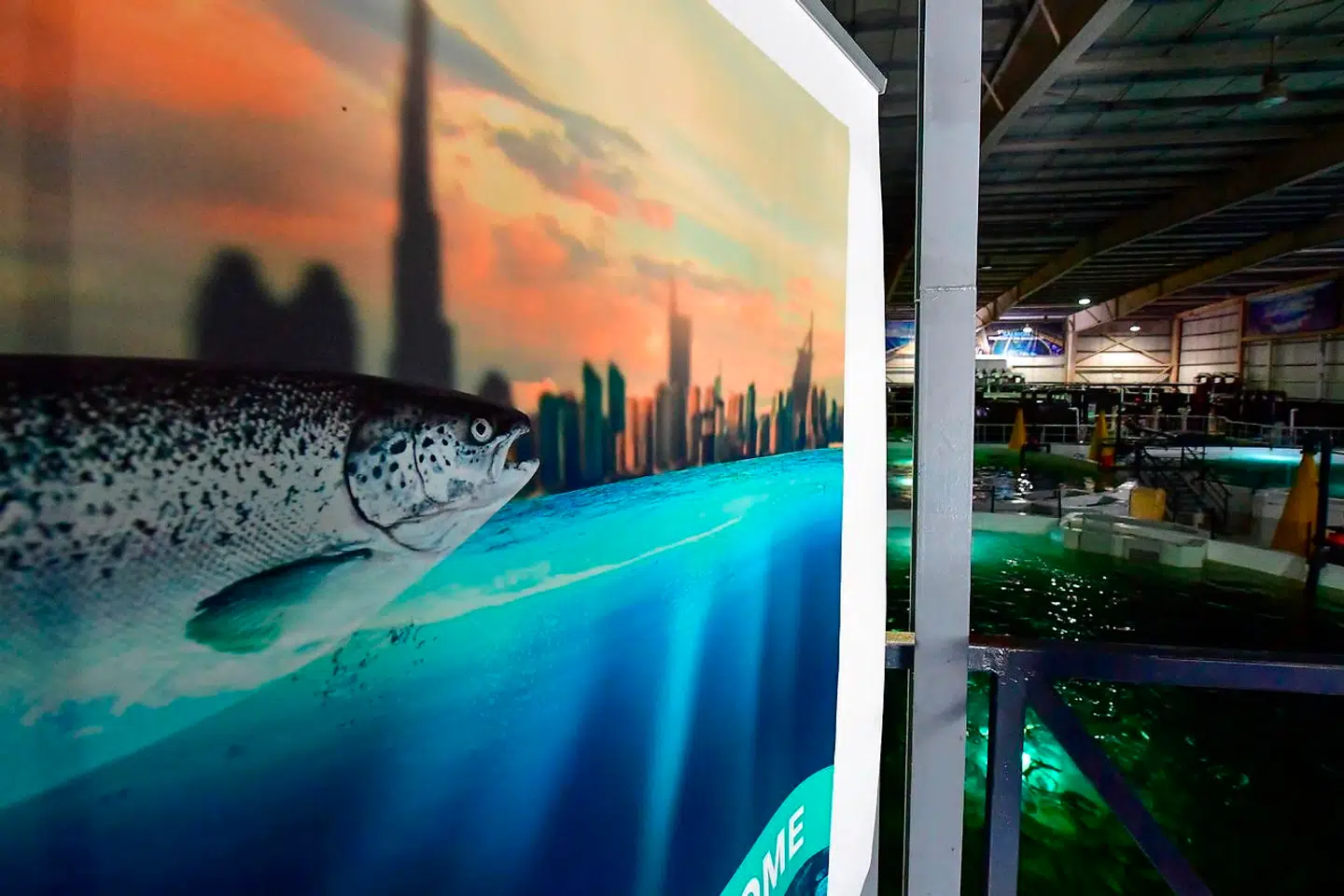 Her ses udsigten over fiskefarmen i Dubai.