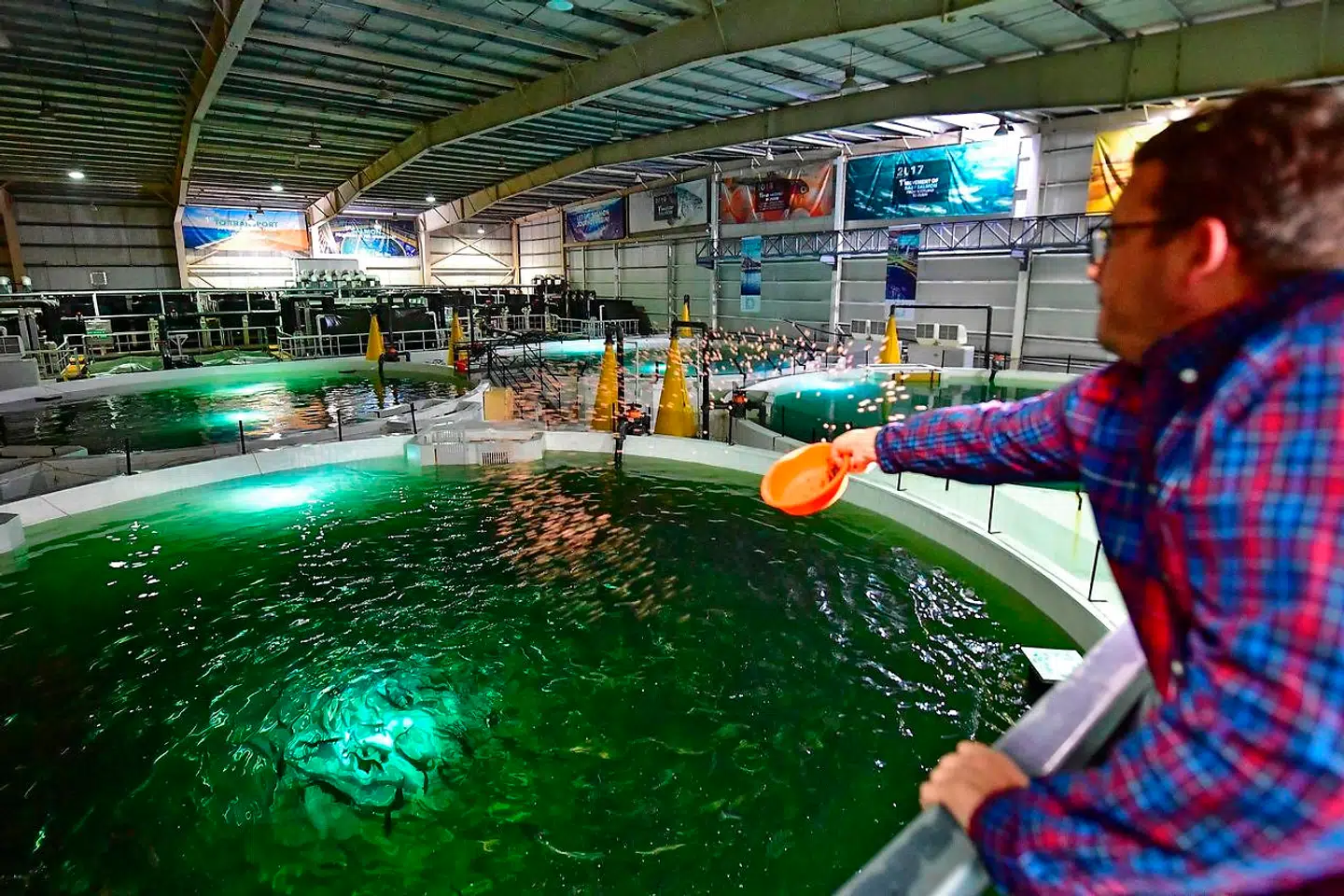 En medarbejder giver laksene foder.