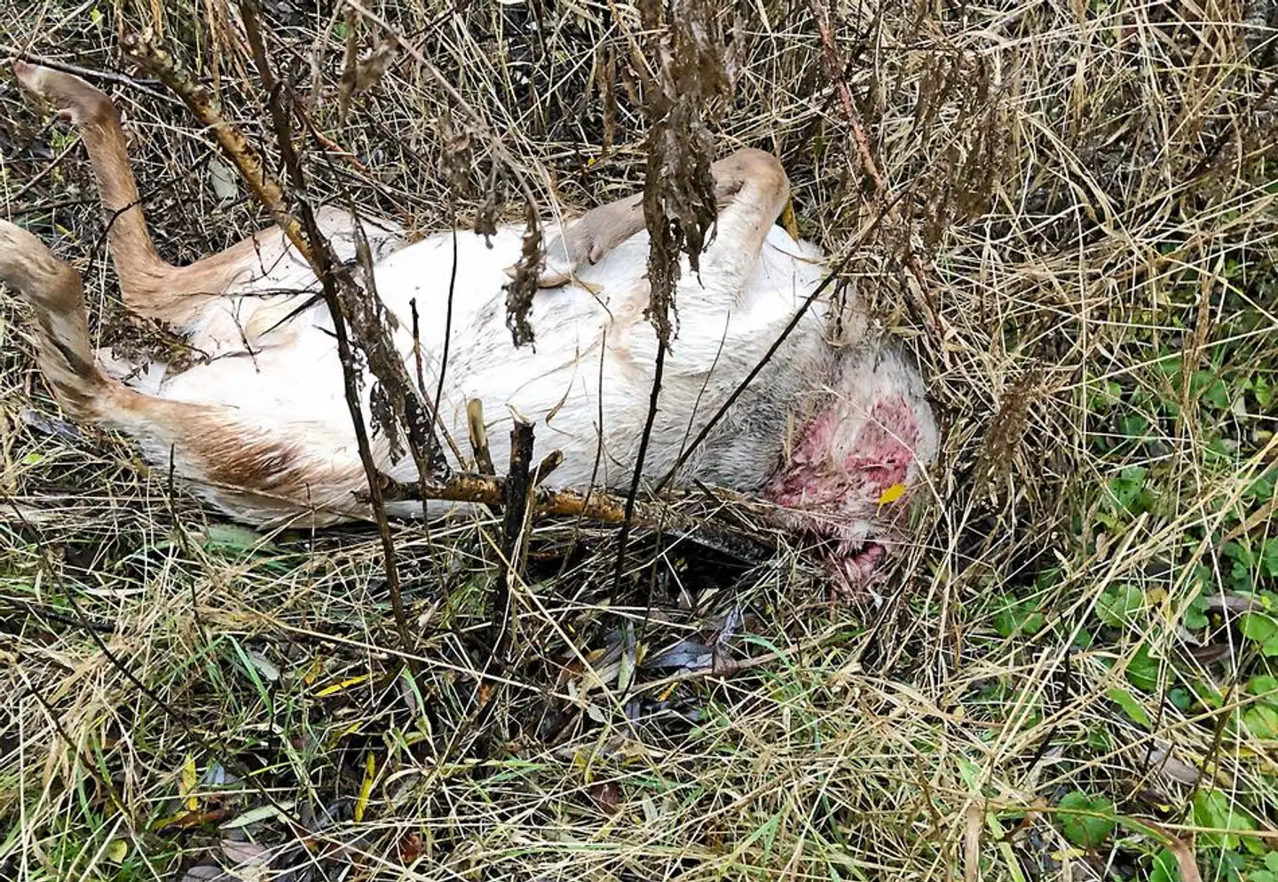 Den halshuggede hvide dåhjort.