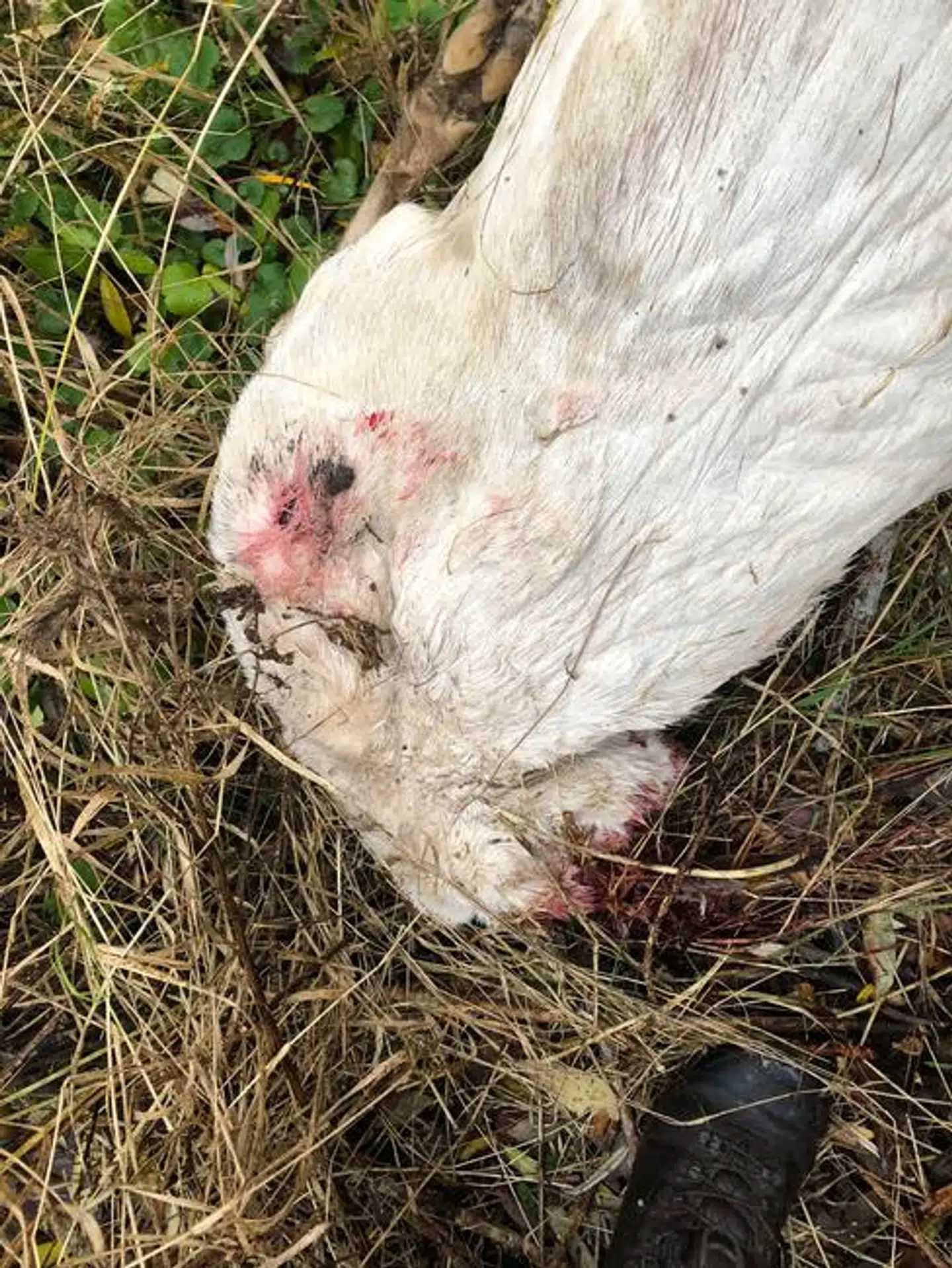 Den halshuggede hvide dåhjort