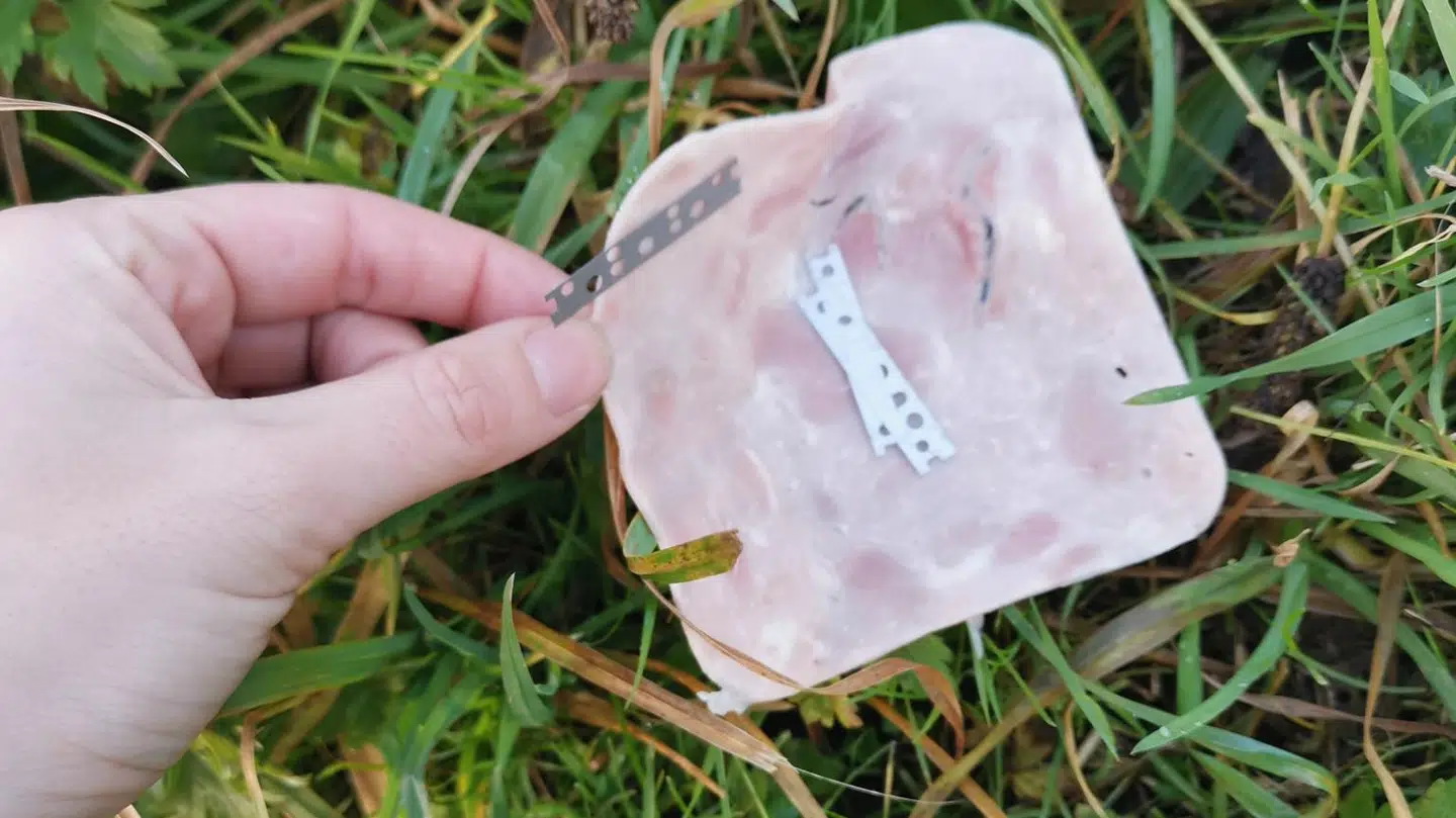 Nadja Hertzberg Nielsen frygter, hvad der ville være sket med hendes hund, hvis hun ikke havde opdaget barberbladene.