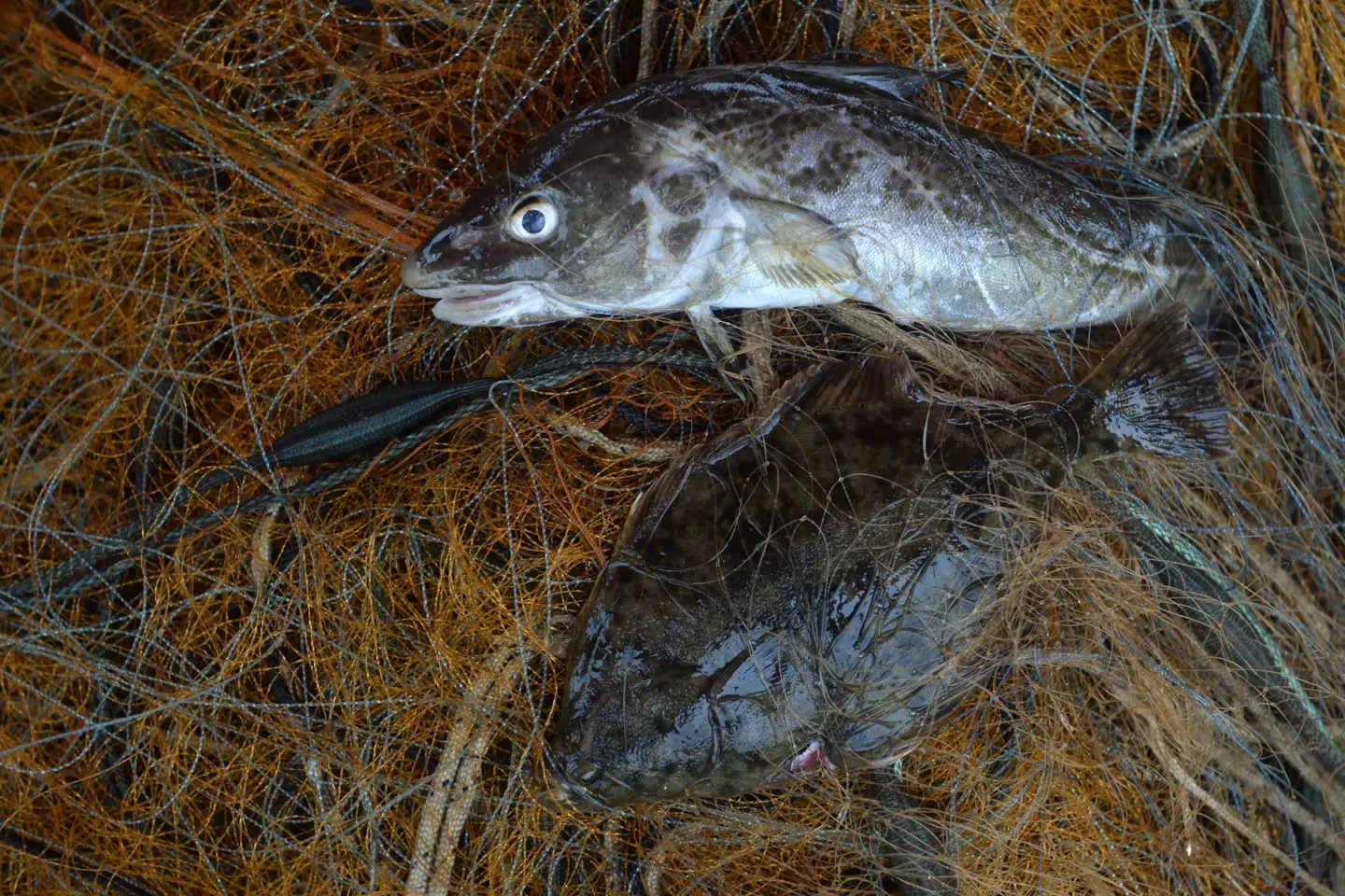 En ny aftale, som et bredt politisk flertal står bag, skal gøre det mere tiltrækkende for fiskere at fiske med skånsomme redskaber som garn og snurrevod. (Arkivfoto) Christof Stache/Ritzau Scanpix