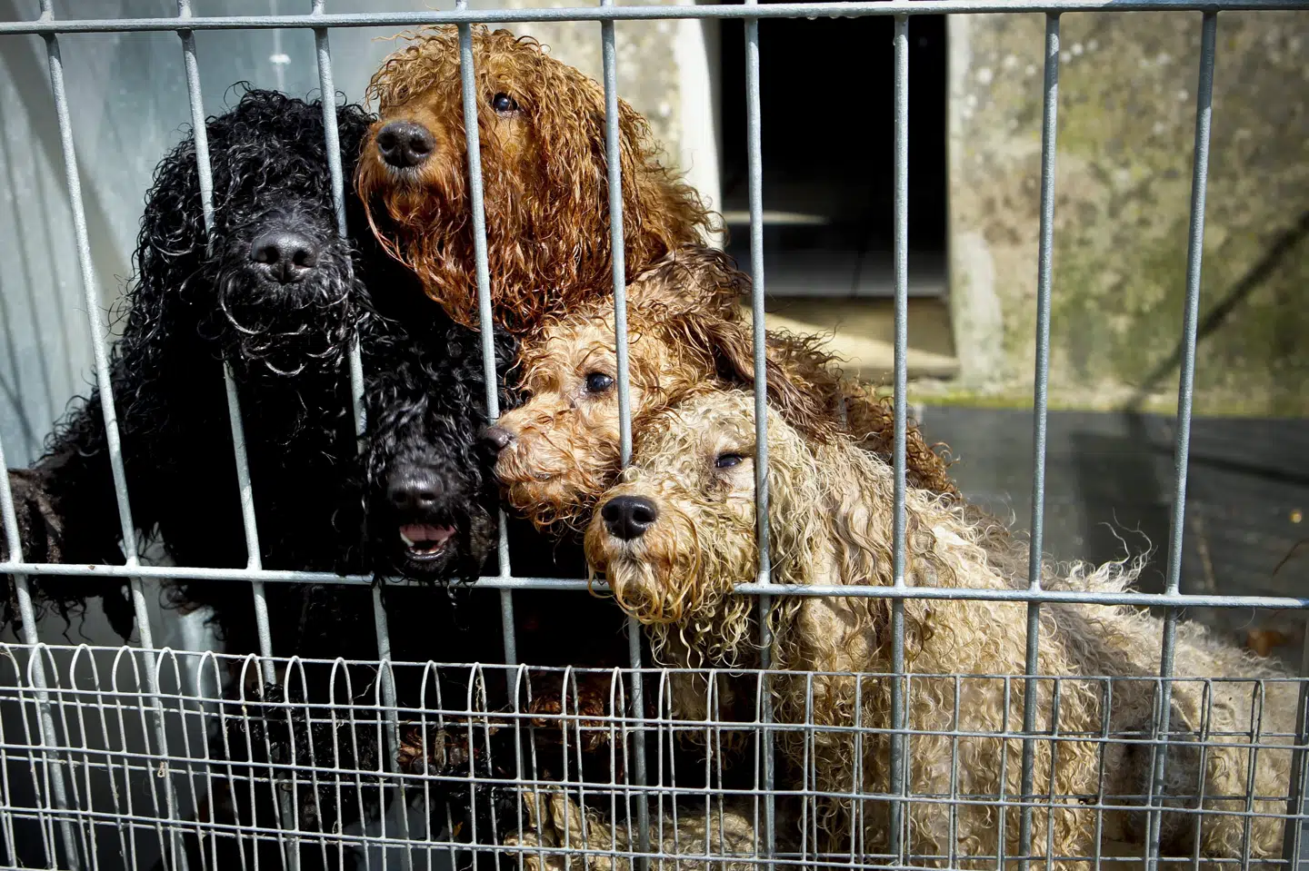 Dyrenes Beskyttelses vagtcentral har taget imod opkald siden 2011. Siden har vagttelefonen 1812 modtaget mere end 800.000 opkald. (Arkivfoto) Annelene Petersen/Ritzau Scanpix