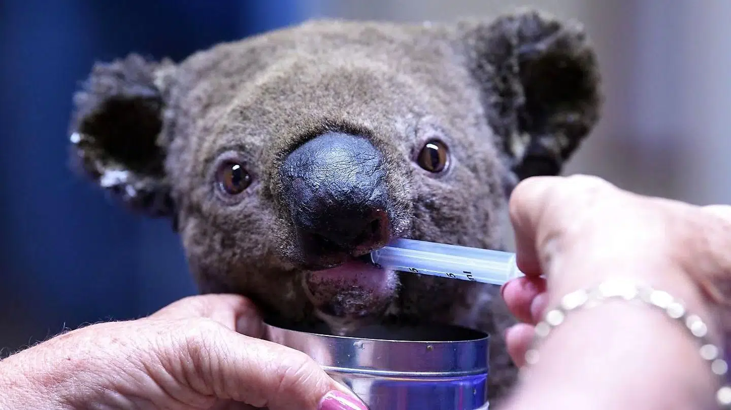 En kvæstet koala modtager behandling.