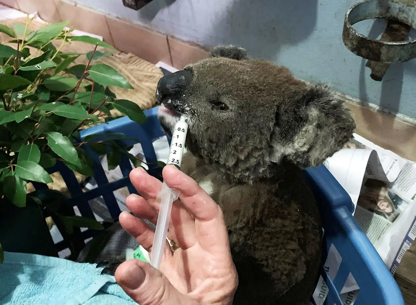 En forbrændt koala ved navn Anwen får hjælp af en dyrepasser.