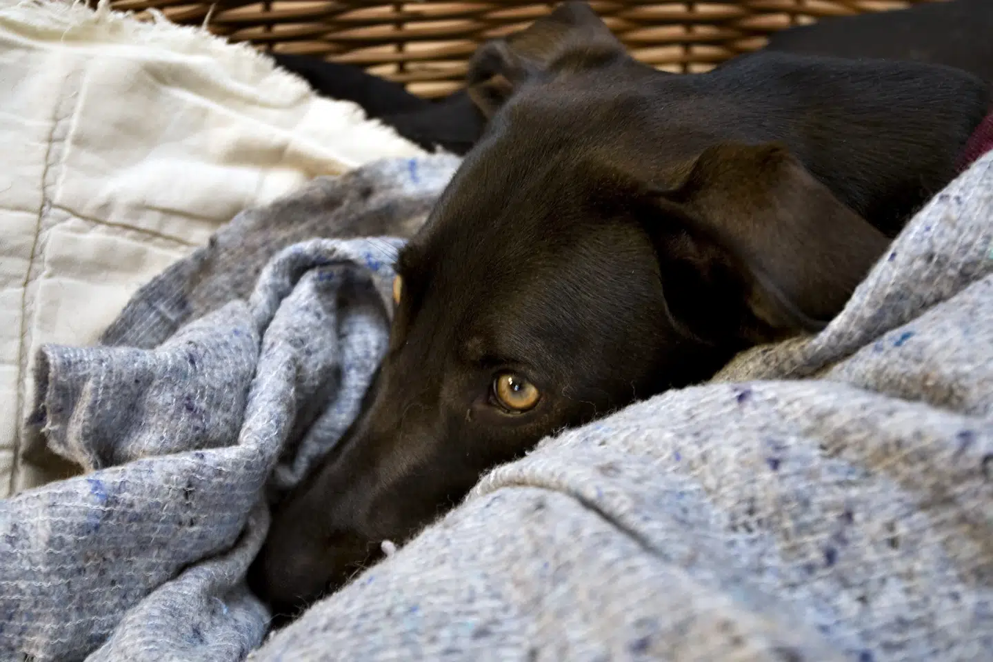 Ifølge et svensk studie kan længerevarende stress hos de tobenede smitte af på de firbenede. (Genrefoto) Henning Bagger/Ritzau Scanpix