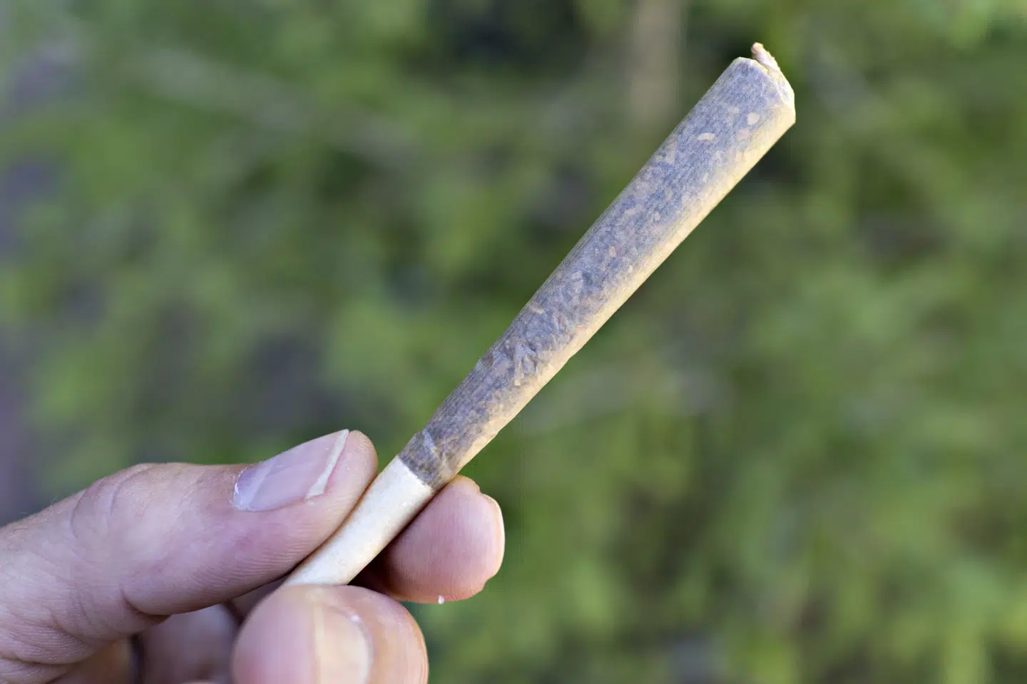 En mand, der kørte råbende rundt i Nørrebroparken, forsøgte at stikke af, da politiet ville standse ham. Men han væltede på sin cykel, og i hans rygsæk fandt betjentene 450 joint og 60 klumper hash. (Arkivfoto) Jens Nørgaard Larsen/Ritzau Scanpix