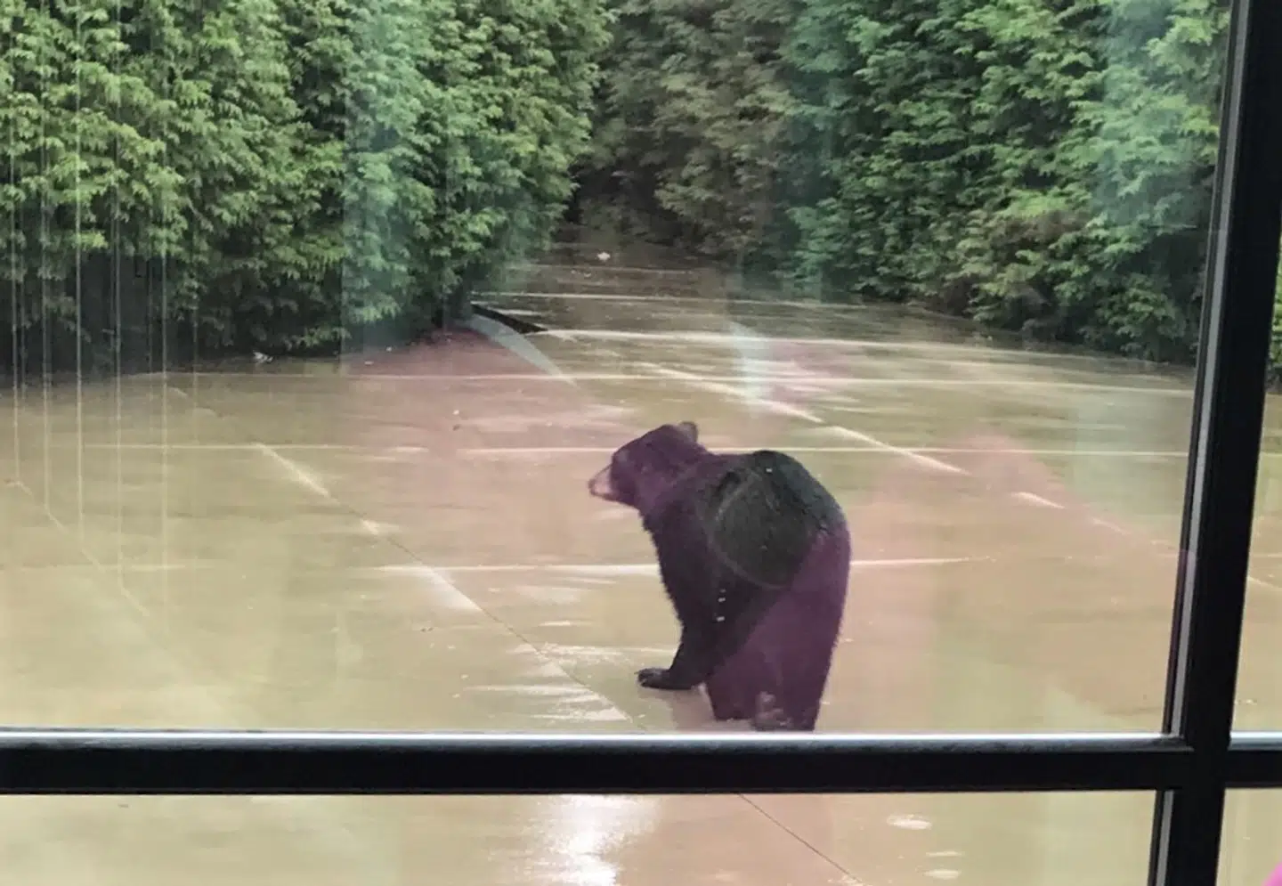 En sulten sortbjørn er kravlet over hegnet til Jannik Hansens have på jagt efter mad.