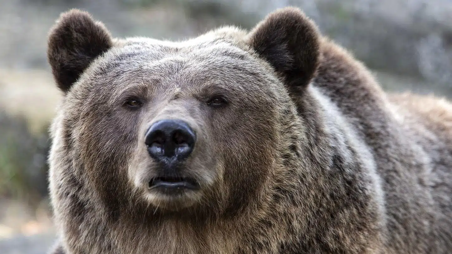 Det var en brunbjørn, der stod bag angrebet.