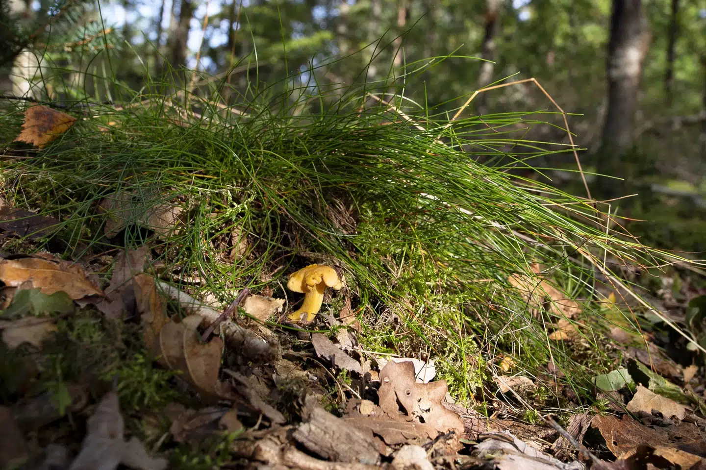 En app på telefonen kan vejlede om, hvorvidt svampe er giftige eller spiselige. Forskerne anbefaler dog, at man for en sikkerheds skyld også spørger en svampekender til råds. (Arkivfoto). Henning Bagger/Ritzau Scanpix