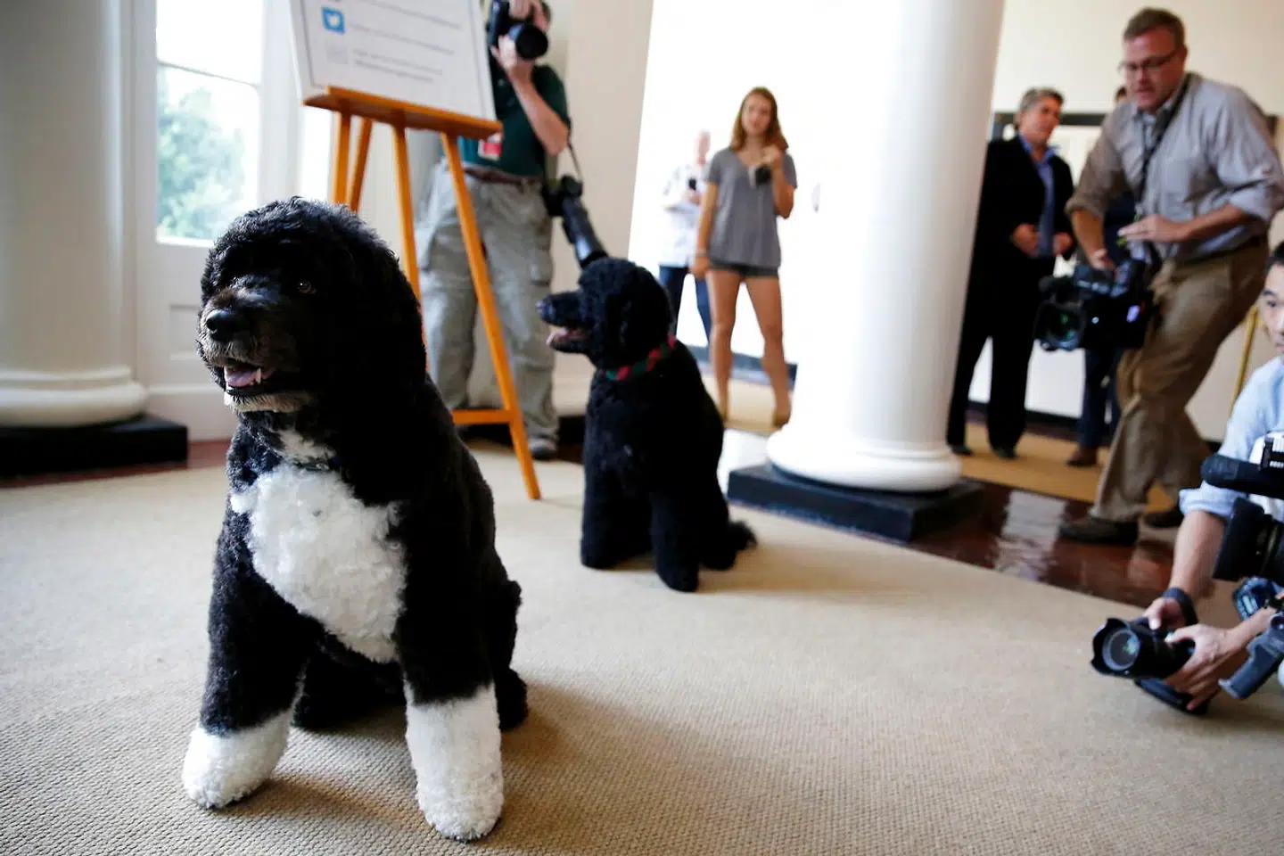 Obama-familiens to hunde Bo (tv) og Sunny stillet op til foto i Det Hvide Hus.