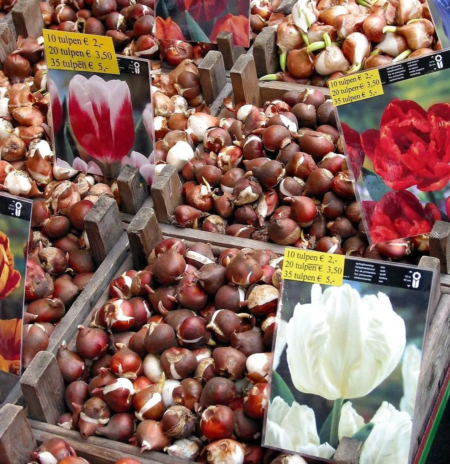 ARKIVFOTO af tulipanløg solgt i Amsterdam.