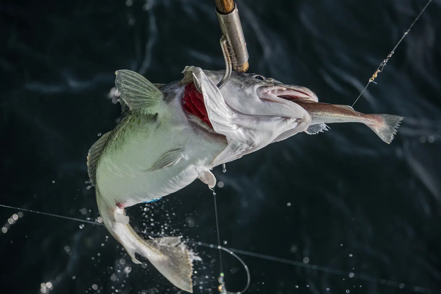 Lystfiskere på Øresund må også til næste år fange torsk. De må fange fem dagligt, dog kun to i februar og marts. Søren Bidstrup/Ritzau Scanpix