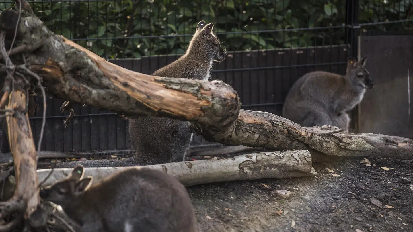 Brunhalsede kænguruer. Zooejer Benny Johansen føler sig overbevist om, at det er personer med kendskab til kænguruer, der har været på spil, da kænguruer er svære at fange. (Arkivfoto). Søren Bidstrup/Ritzau Scanpix