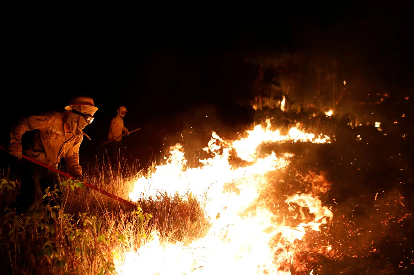 En usædvanlig silkeabe med hvid hale og hænder blev opdaget i august. Forskere frygter, at den snart er udryddet. (Arkivfoto) Bruno Kelly/Reuters