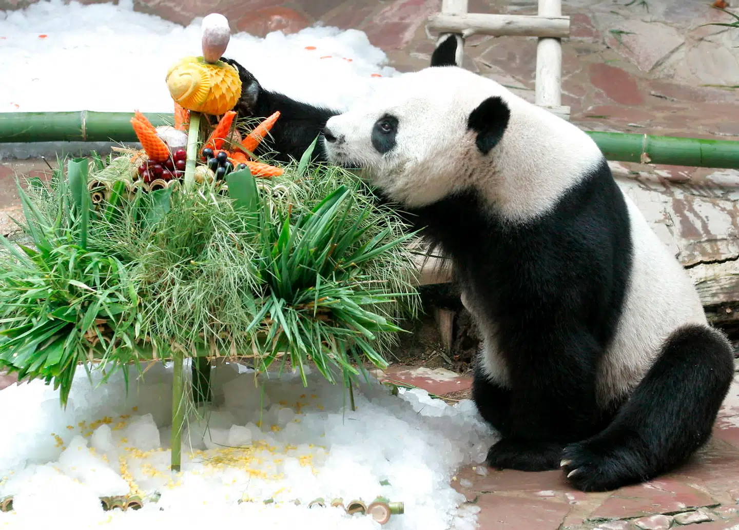 Pandaen Chuang Chuang nyder sin fødselsdagsmiddag i Chiang Mai Zoo.