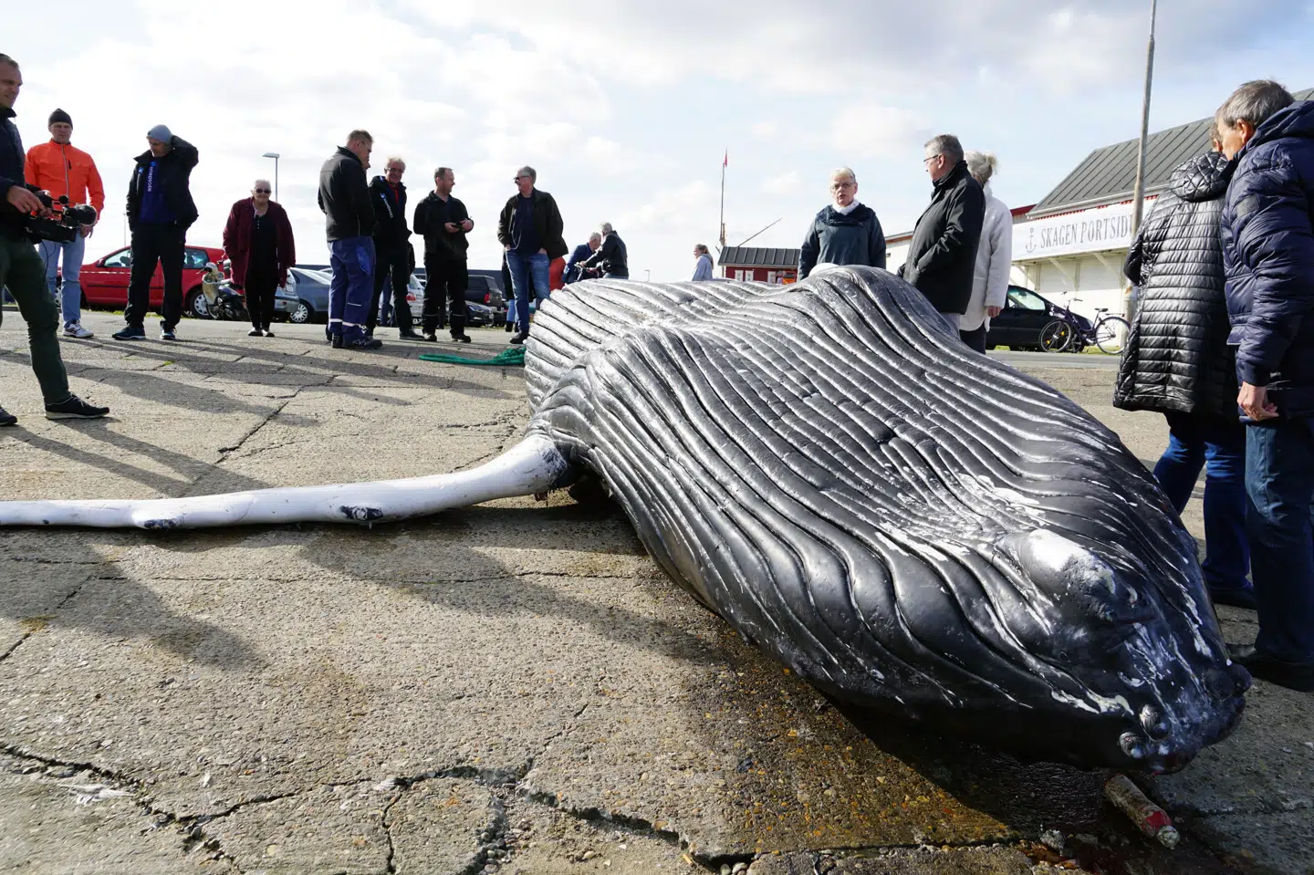 En syv meter lang pukkelhval skal onsdag dissekeres. Den blev fundet mandag i en fiskers bundgarn og blev hevet på land i havnen i Skagen. (Arkivfoto) Presse-Fotos.dk/Ritzau Scanpix