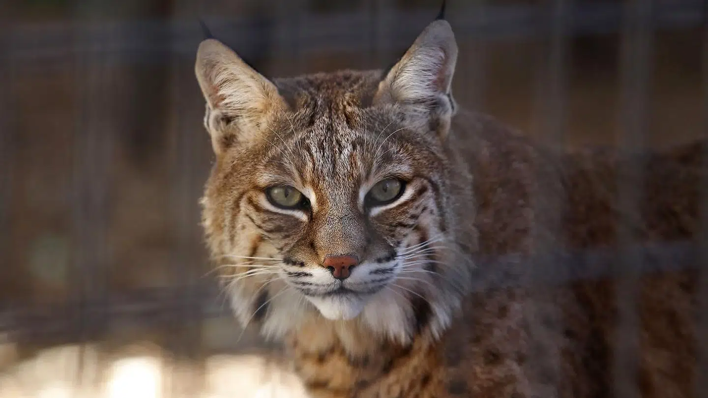 Det var en rødlos som denne, der pludselig gik til angreb på et amerikansk ægtepar. (Arkivfoto)