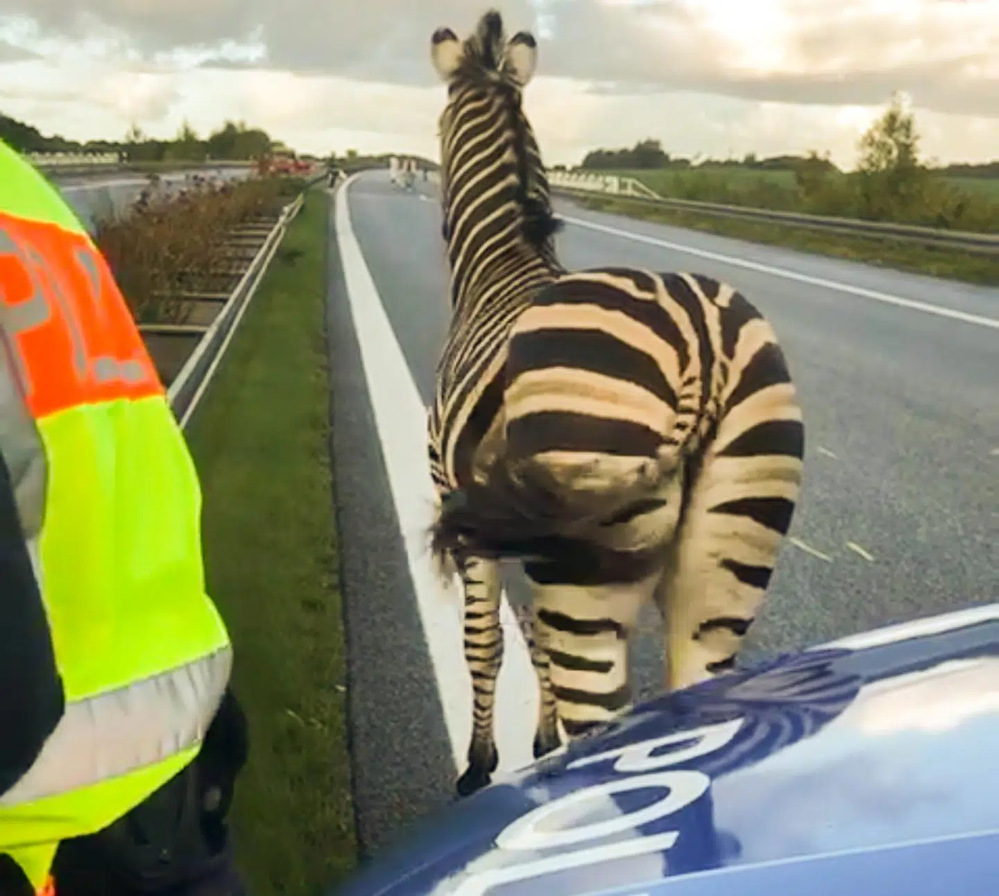 Zebraen ved en politibil på motorvejen A20 nær landsbyen Tessin.