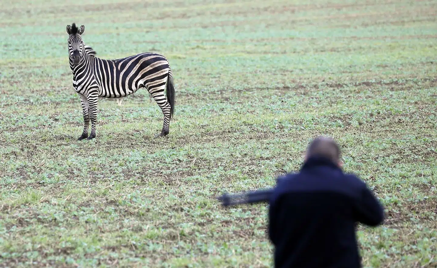 Zebraen står på en mark nær Thelkow, mens en person med et bedøvelsesgevær venter på chancen.