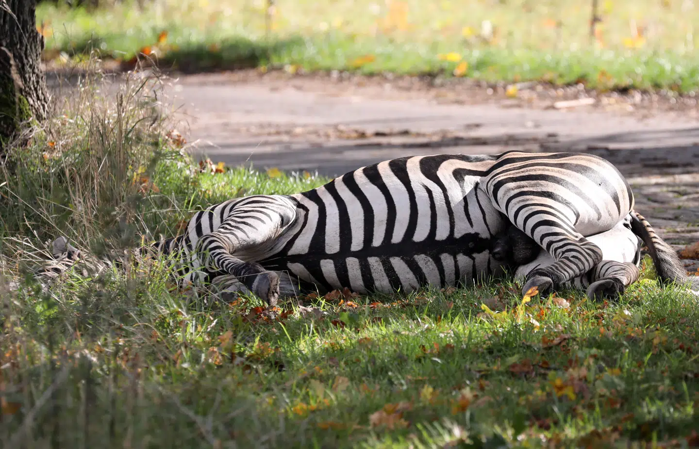 Sådan endte flugten. Zebraen ligger død, skudt ned af en betjent.